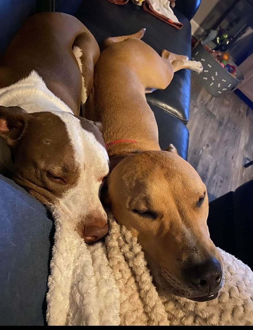 Enlarge Truman, a Adoptable American Staffordshire Terrier in Lexington, MO image 3/6