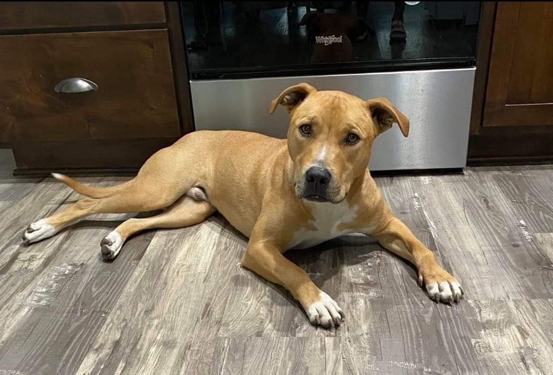 Enlarge Truman, a Adoptable American Staffordshire Terrier in Lexington, MO image 4/6