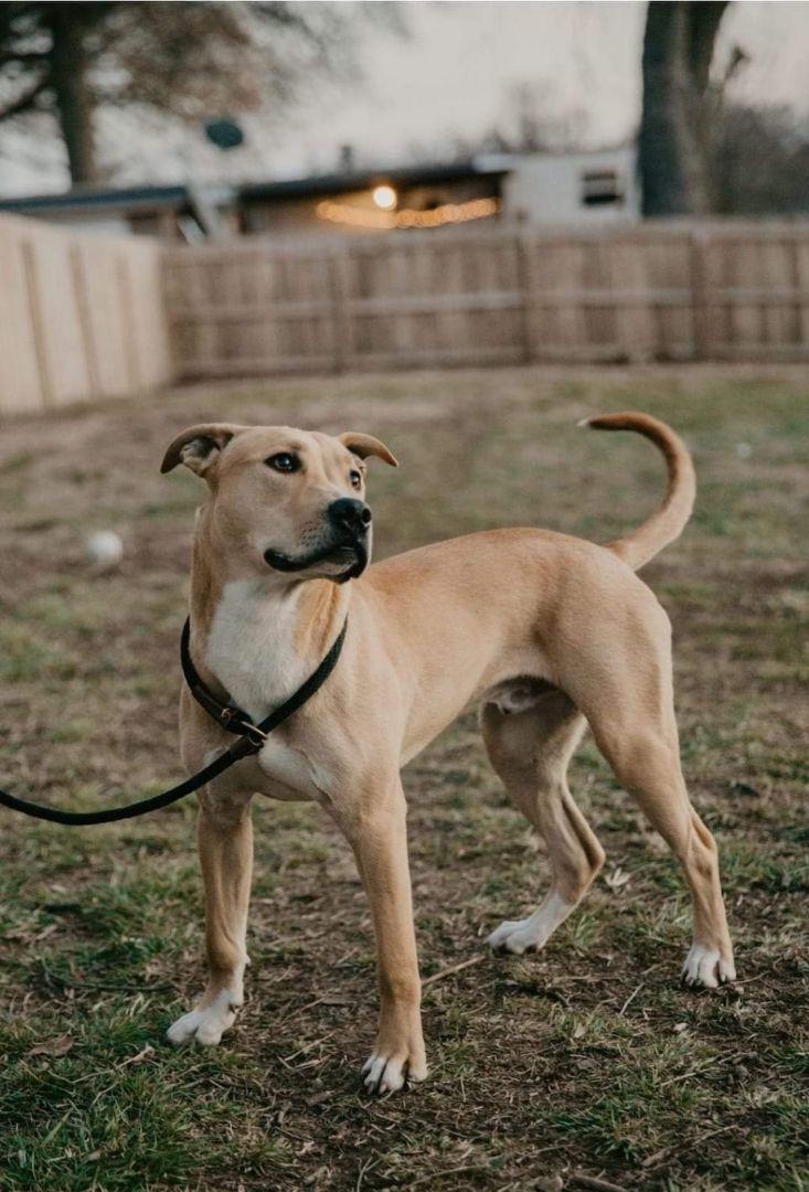 Enlarge Truman, a Adoptable American Staffordshire Terrier in Lexington, MO image 5/6