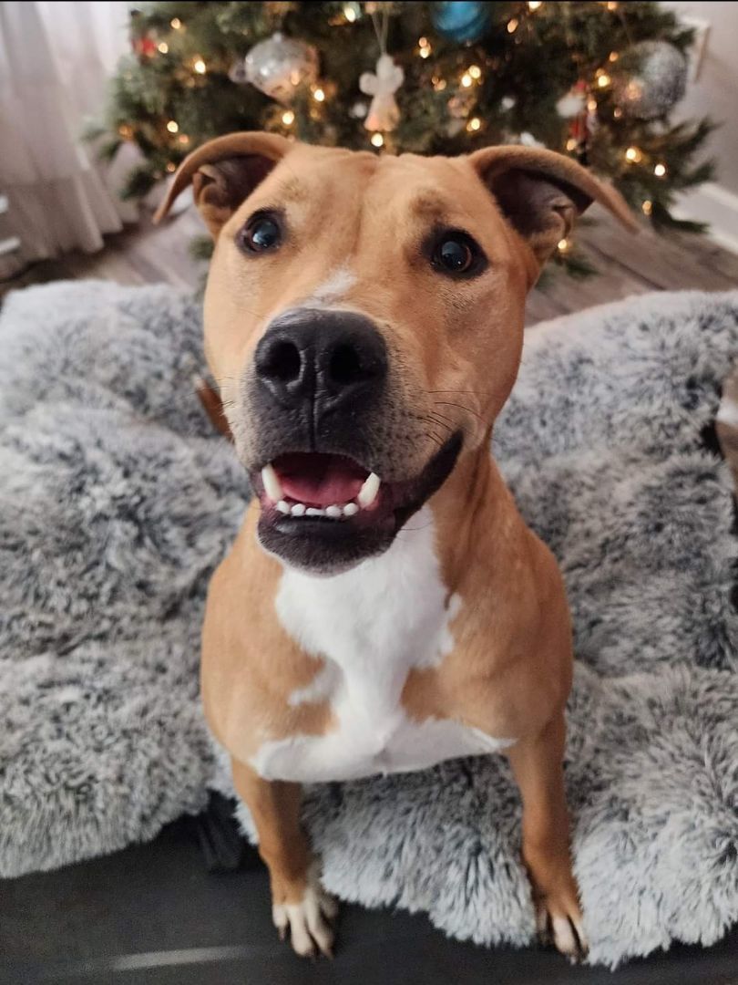 Enlarge Truman, a Adoptable American Staffordshire Terrier in Lexington, MO image 6/6