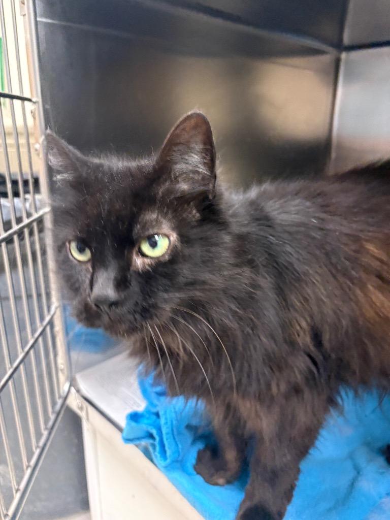Bolt, Adoptable, Young Male Domestic Long Hair.