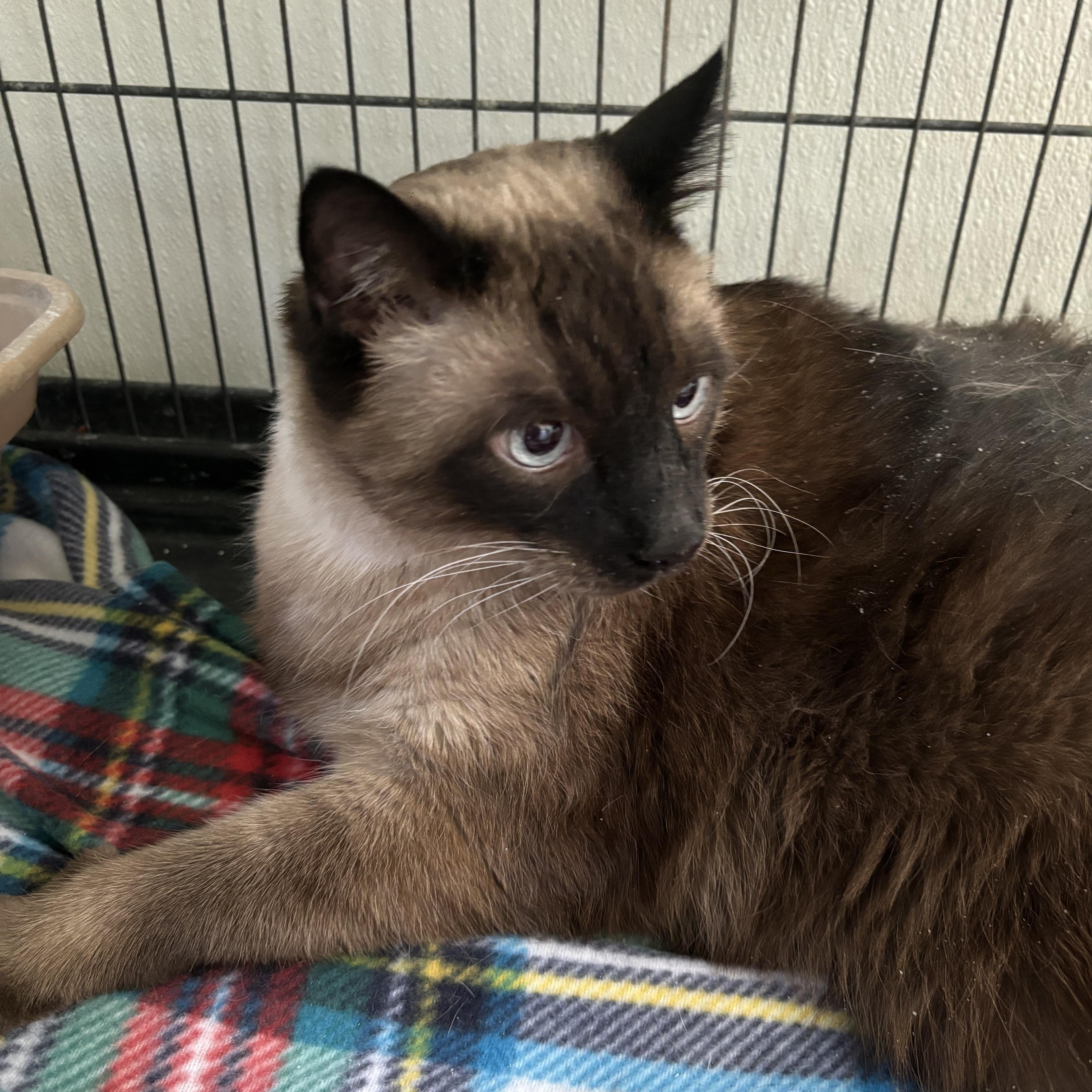 Liam, an adopted Siamese in Deming, NM image 1/2