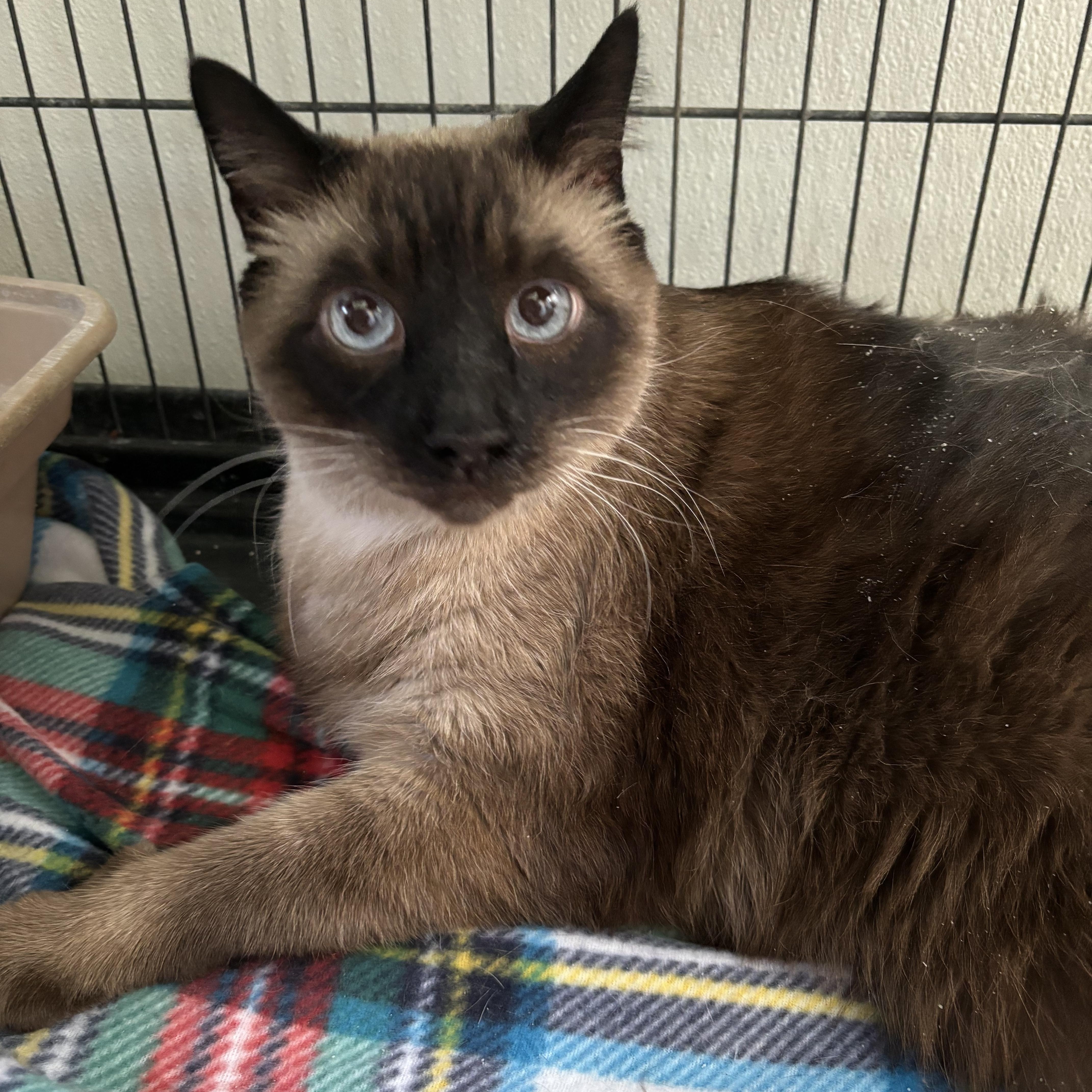 Liam, an adopted Siamese in Deming, NM image 2/2