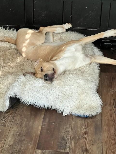 Enlarge Cruz, a Adoptable mixed breed in Monroe, NC image 4/4