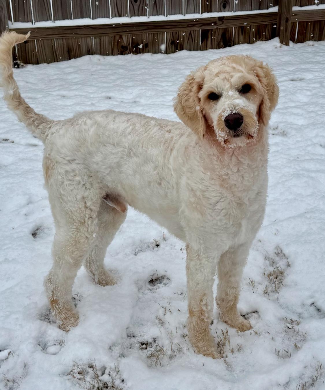 Enlarge Cruz, a Adoptable mixed breed in Monroe, NC image 2/6