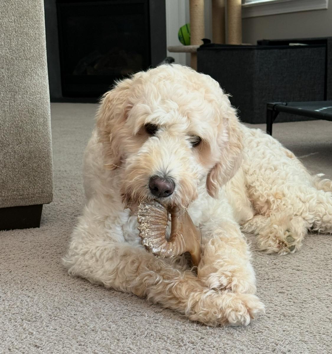 Enlarge Cruz, a Adoptable mixed breed in Monroe, NC image 4/6