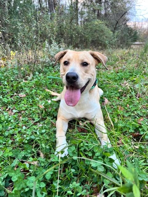 Enlarge Cruz, a Adoptable mixed breed in Monroe, NC image 1/4