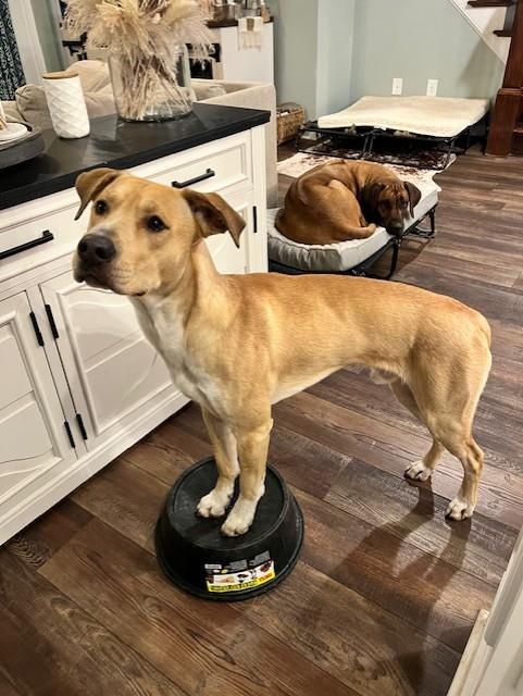 Enlarge Cruz, a Adoptable mixed breed in Monroe, NC image 3/4