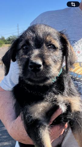 Enlarge Waylon, a Adoptable mixed breed in Boone, CO image 1/1