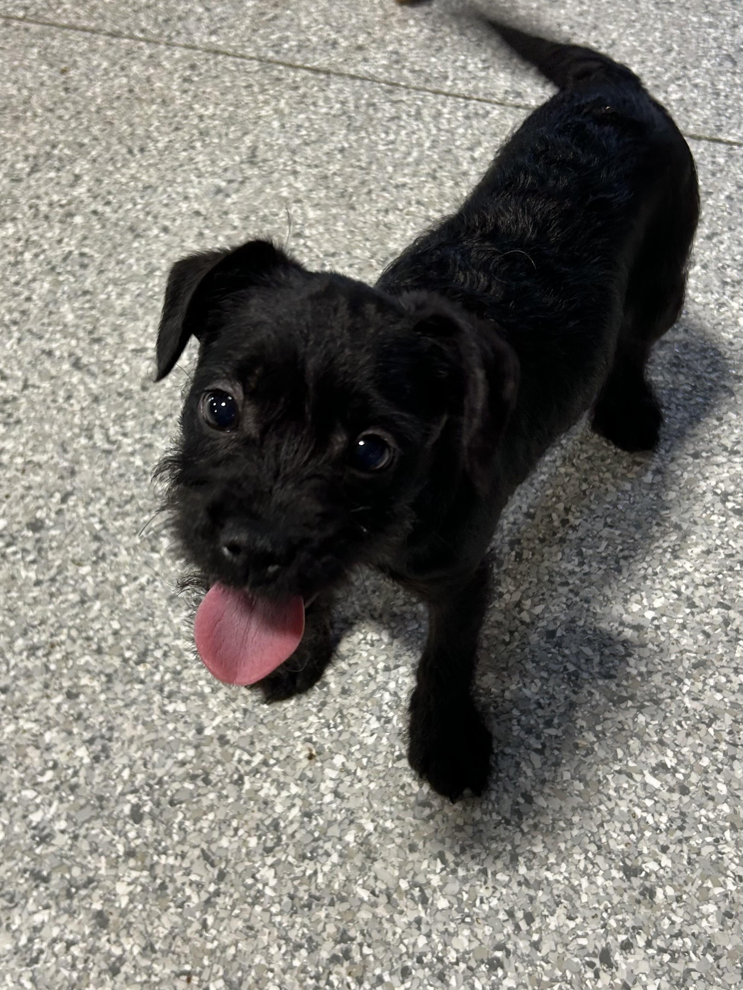 Enlarge Oh my!  7.4 lbs black scruffy , a hold mixed breed in Maumee , OH image 1/5