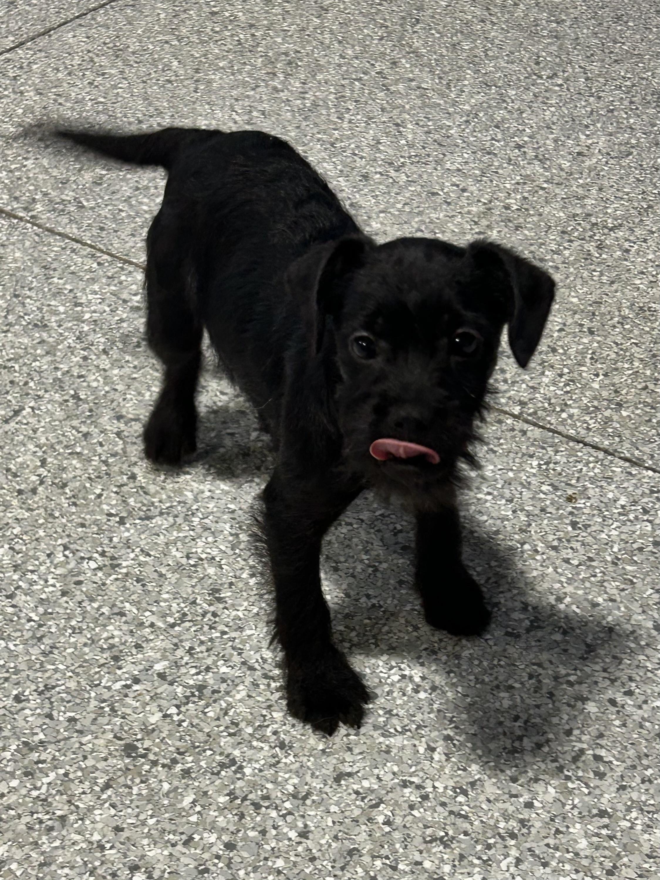 Enlarge Oh my!  7.4 lbs black scruffy , a hold mixed breed in Maumee , OH image 3/5