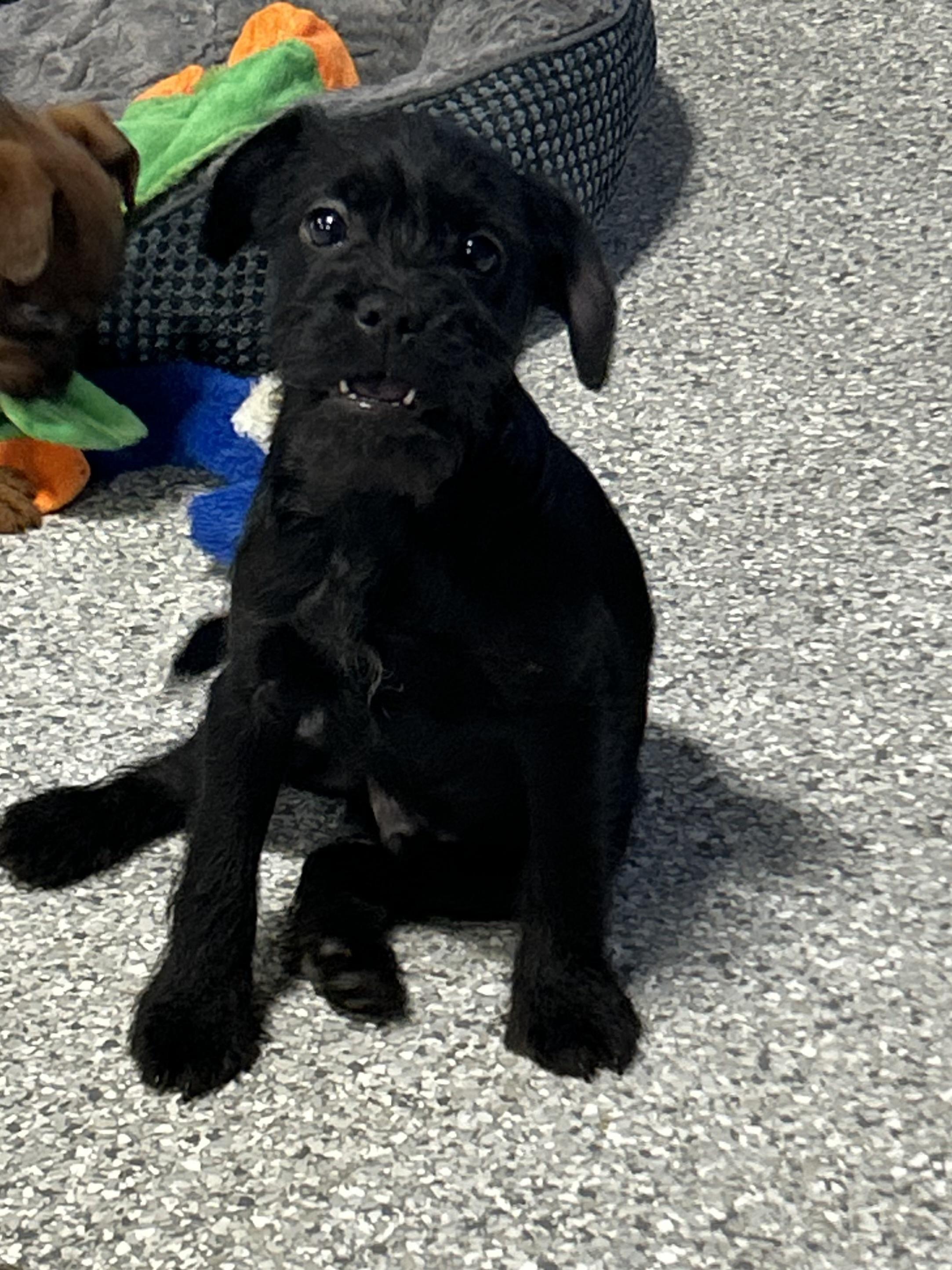 Enlarge Oh my!  7.4 lbs black scruffy , a hold mixed breed in Maumee , OH image 4/5