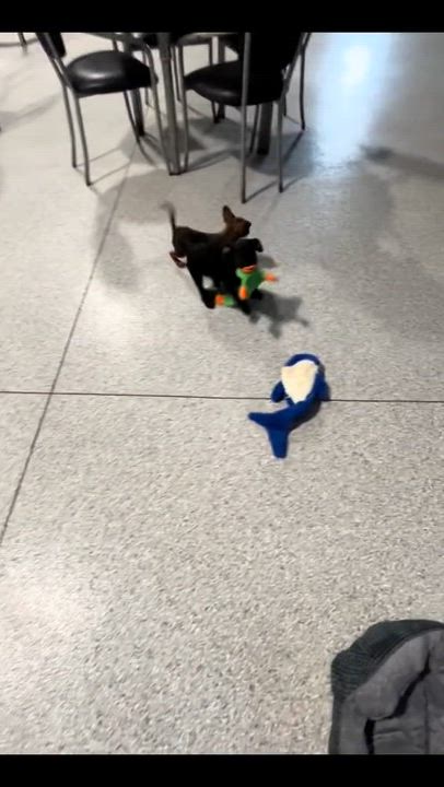 Enlarge Oh my!  7.4 lbs black scruffy , a hold mixed breed in Maumee , OH video 5/5