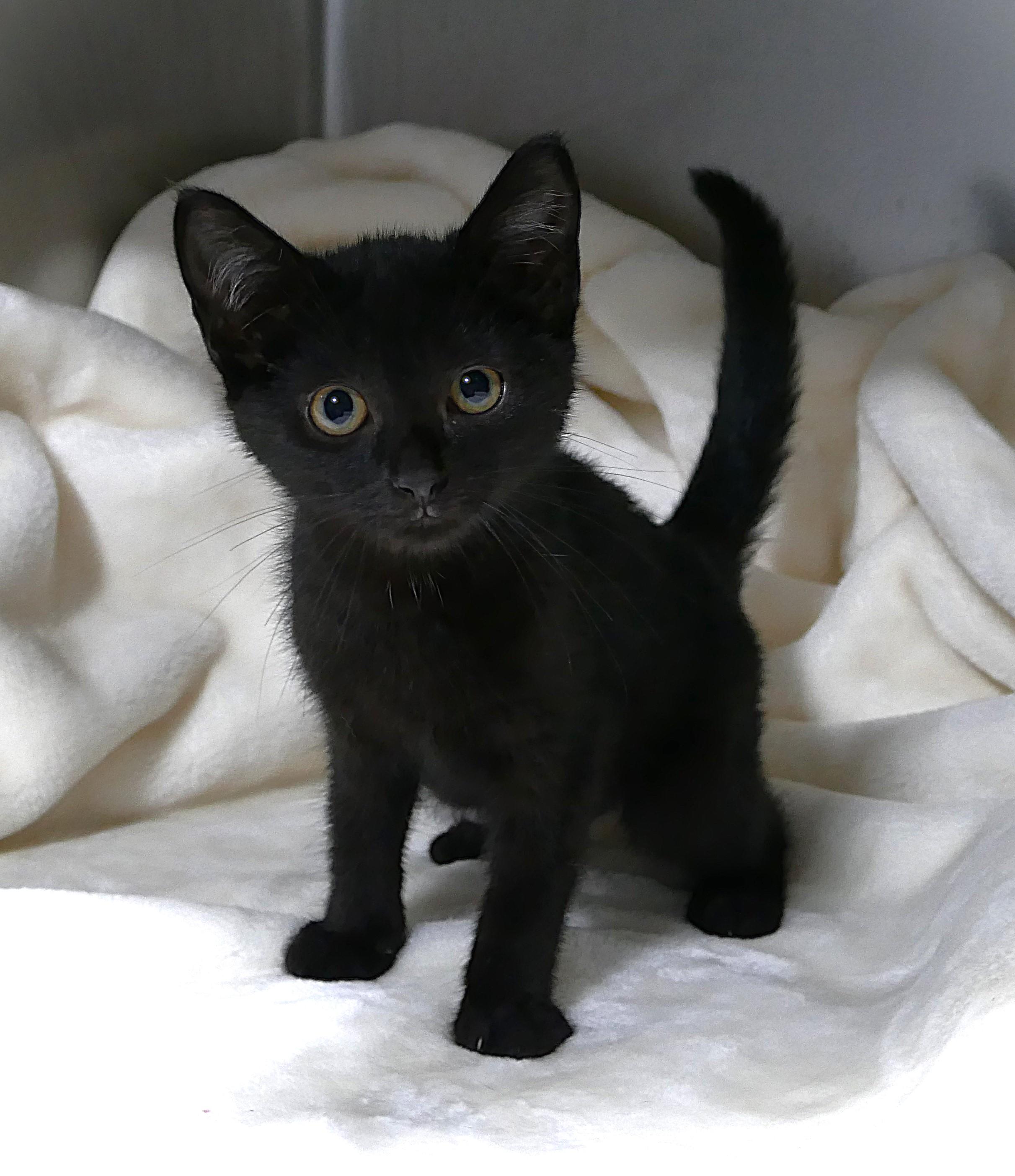 FENELLA, a ADOPTABLE mixed breed in Beechbottom, WV image 2/3