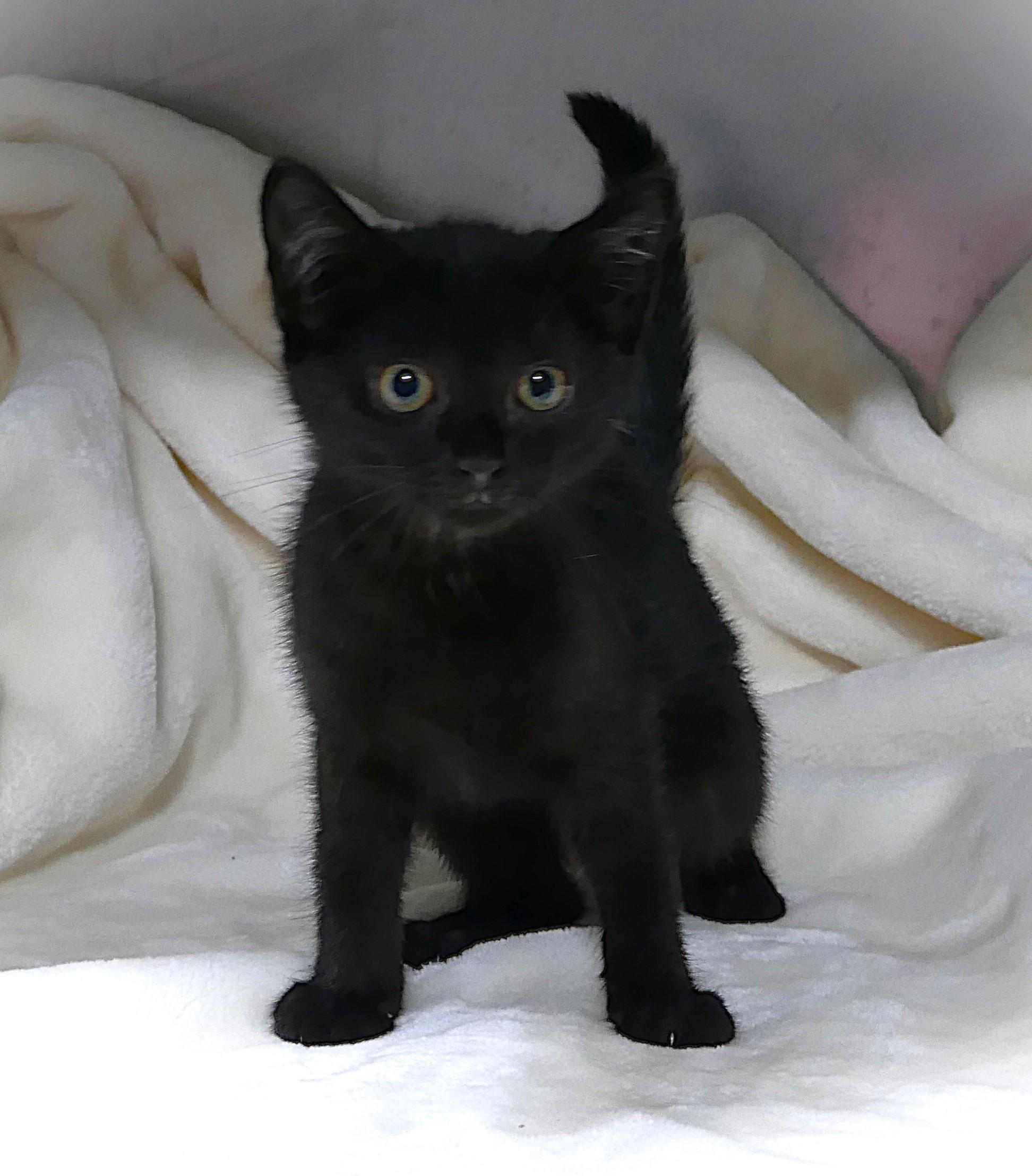 FENELLA, a ADOPTABLE mixed breed in Beechbottom, WV image 3/3