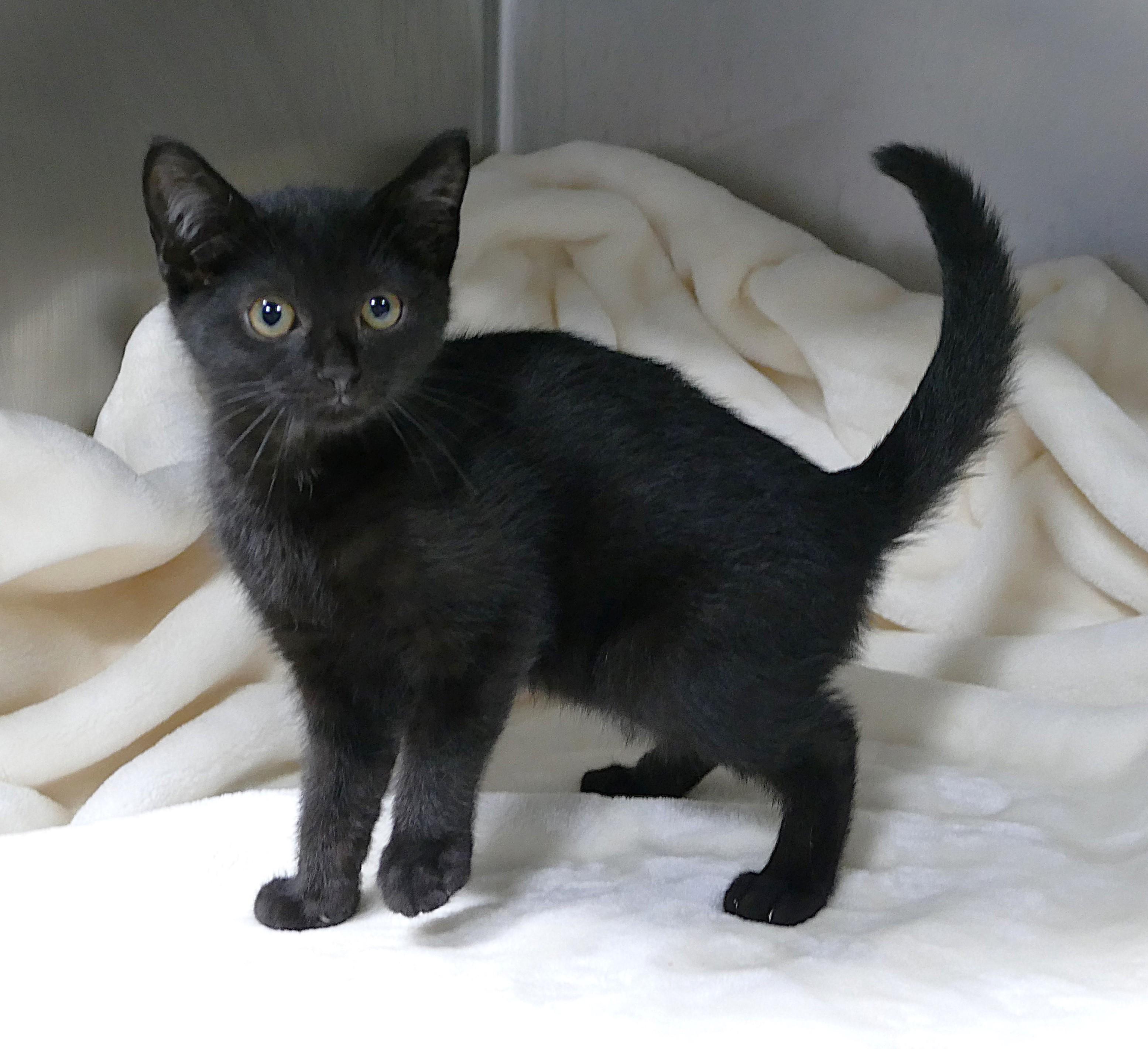 FENELLA, a ADOPTABLE mixed breed in Beechbottom, WV image 1/3