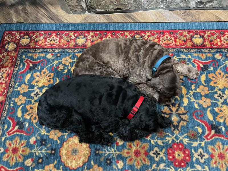 Banjo, Adopted, Adult Male Cocker Spaniel.