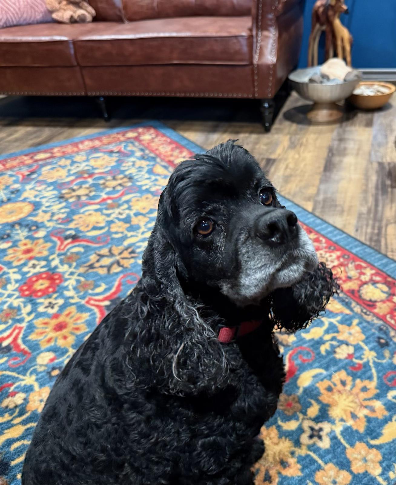 Banjo, a Adopted Cocker Spaniel in Cortez, CO image 2/5