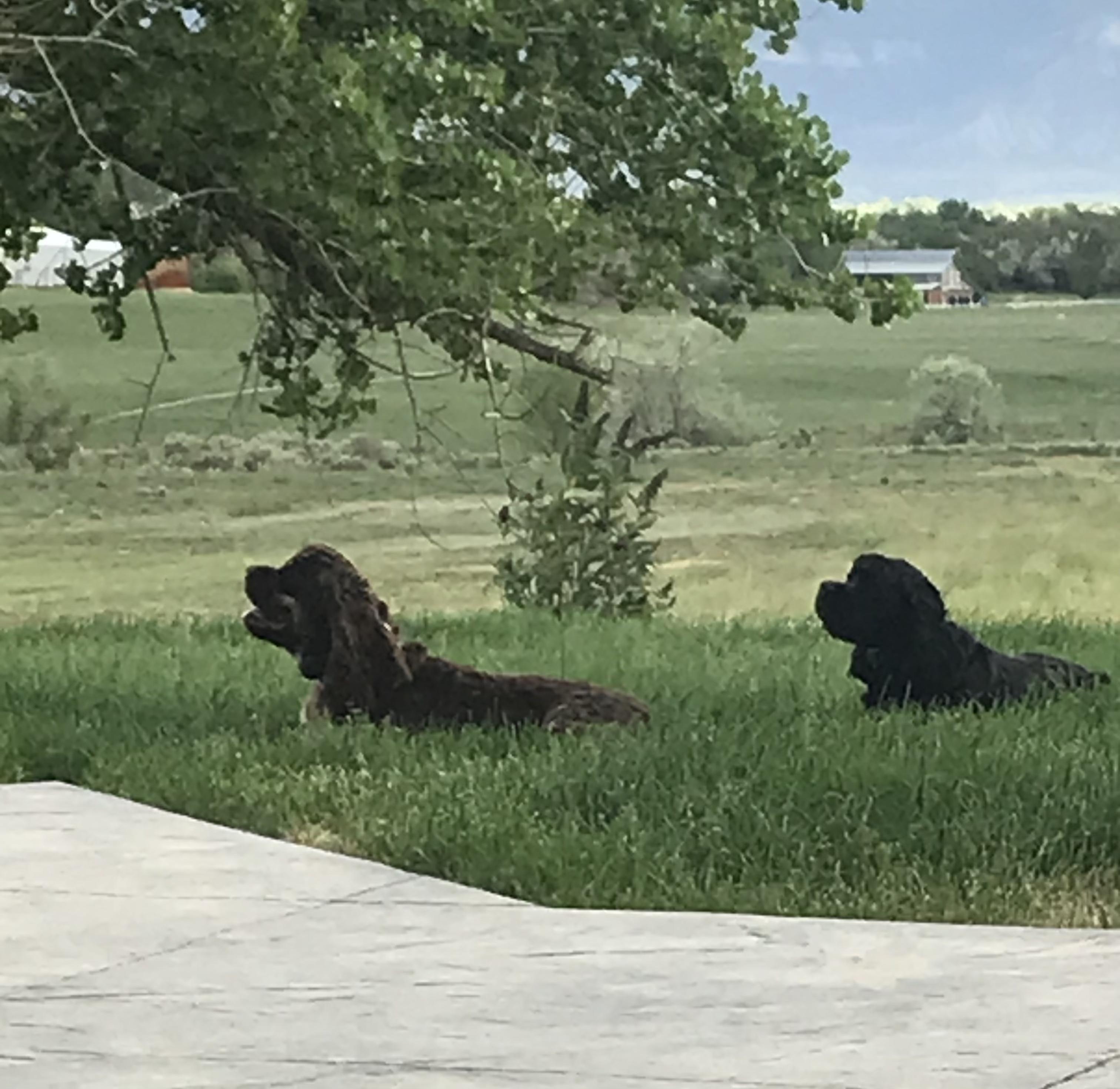 Banjo, a Adopted Cocker Spaniel in Cortez, CO image 3/5
