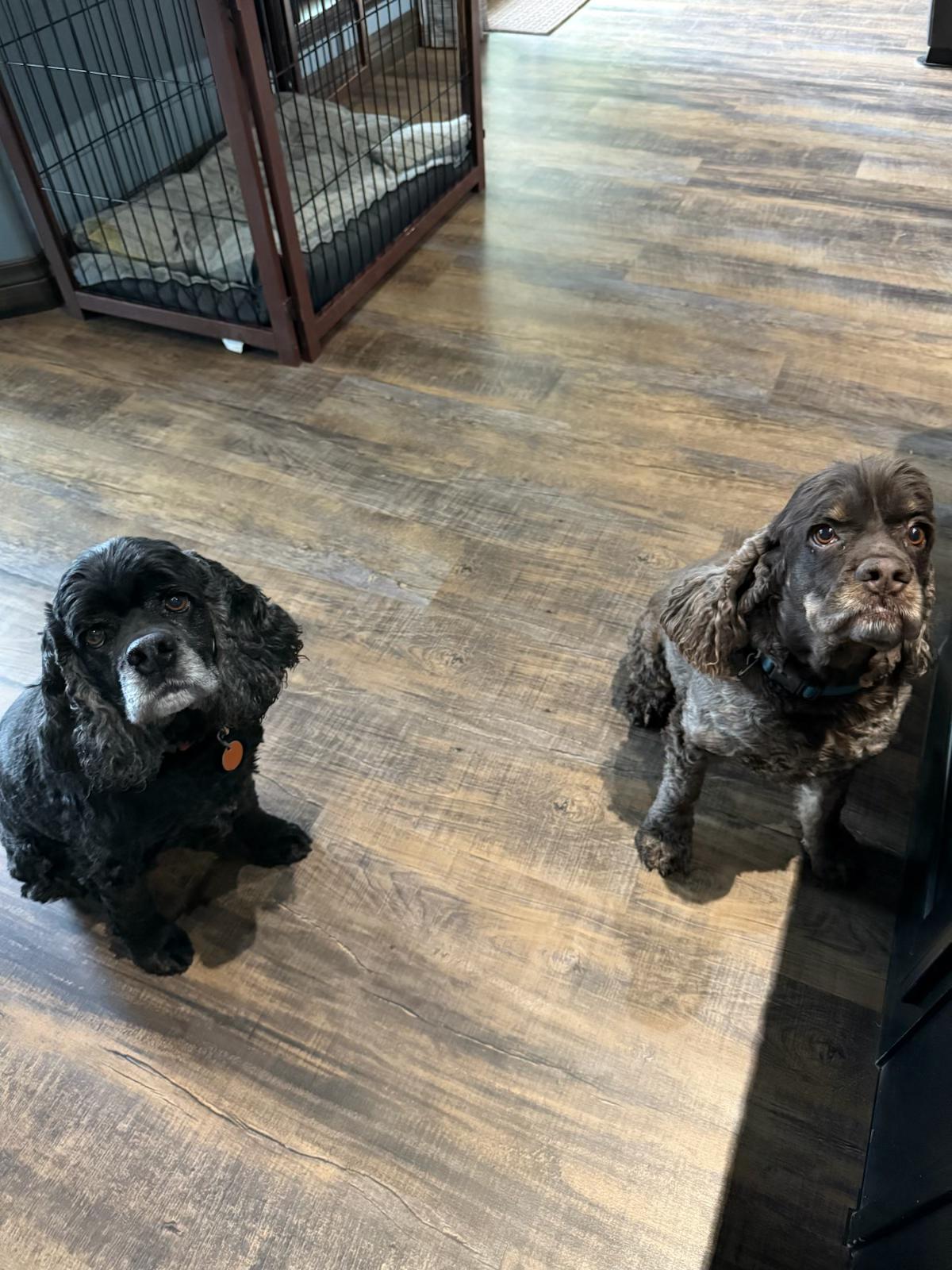 Banjo, a Adopted Cocker Spaniel in Cortez, CO image 4/5
