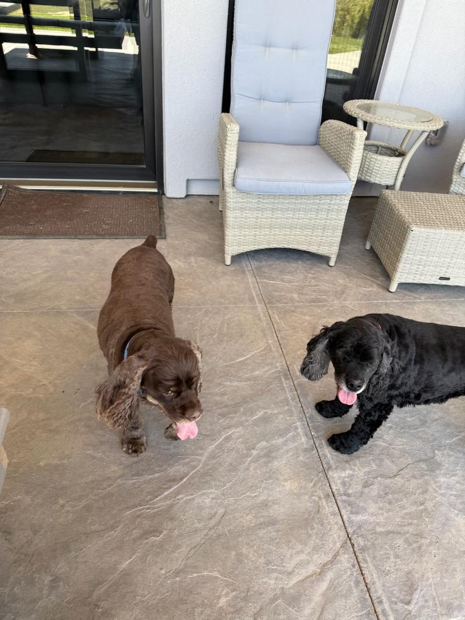 Banjo, a Adopted Cocker Spaniel in Cortez, CO image 5/5