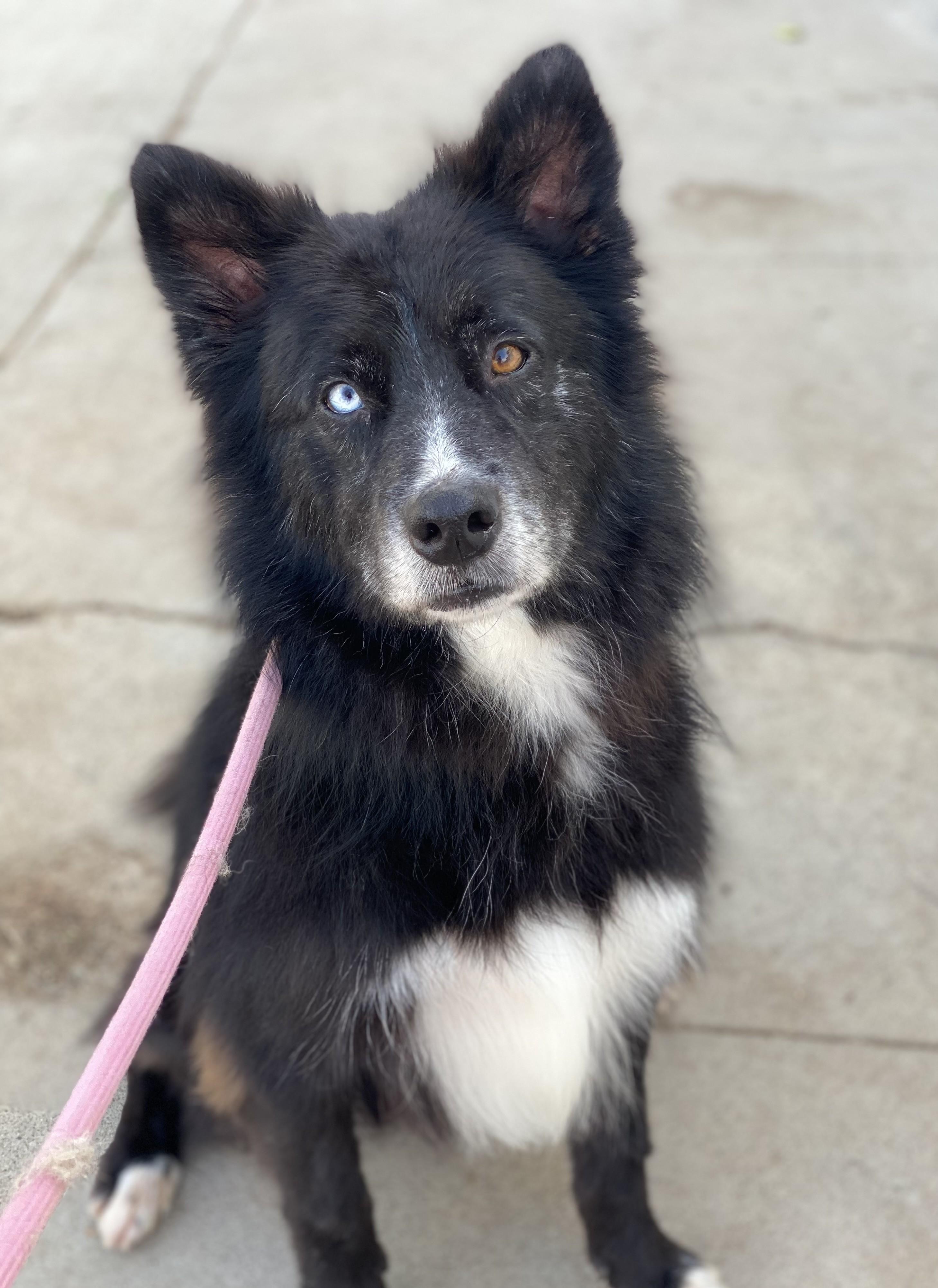 Bobbie, Adoptable, Young Male Border Collie.
