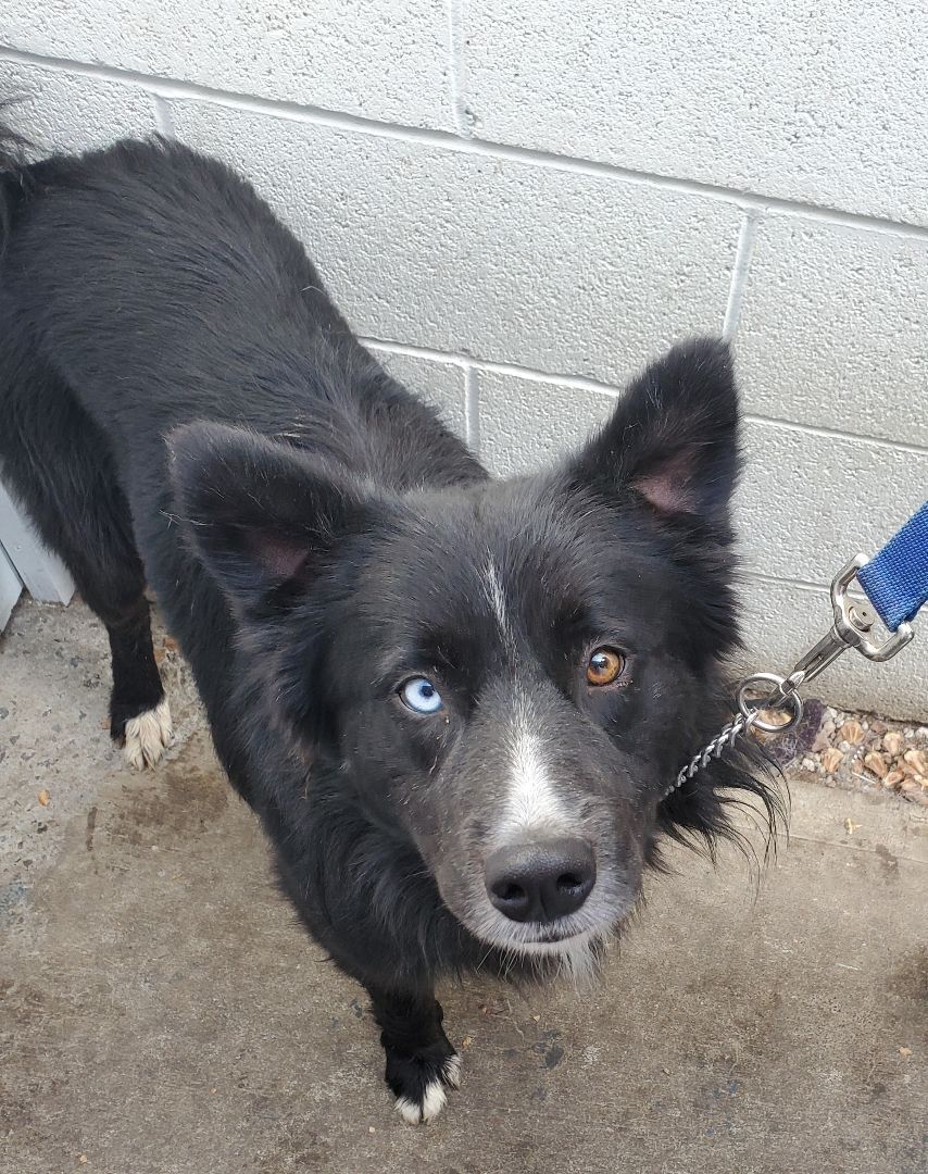 Enlarge Bobbie, a Adoptable mixed breed in Newport Beach, CA image 1/8