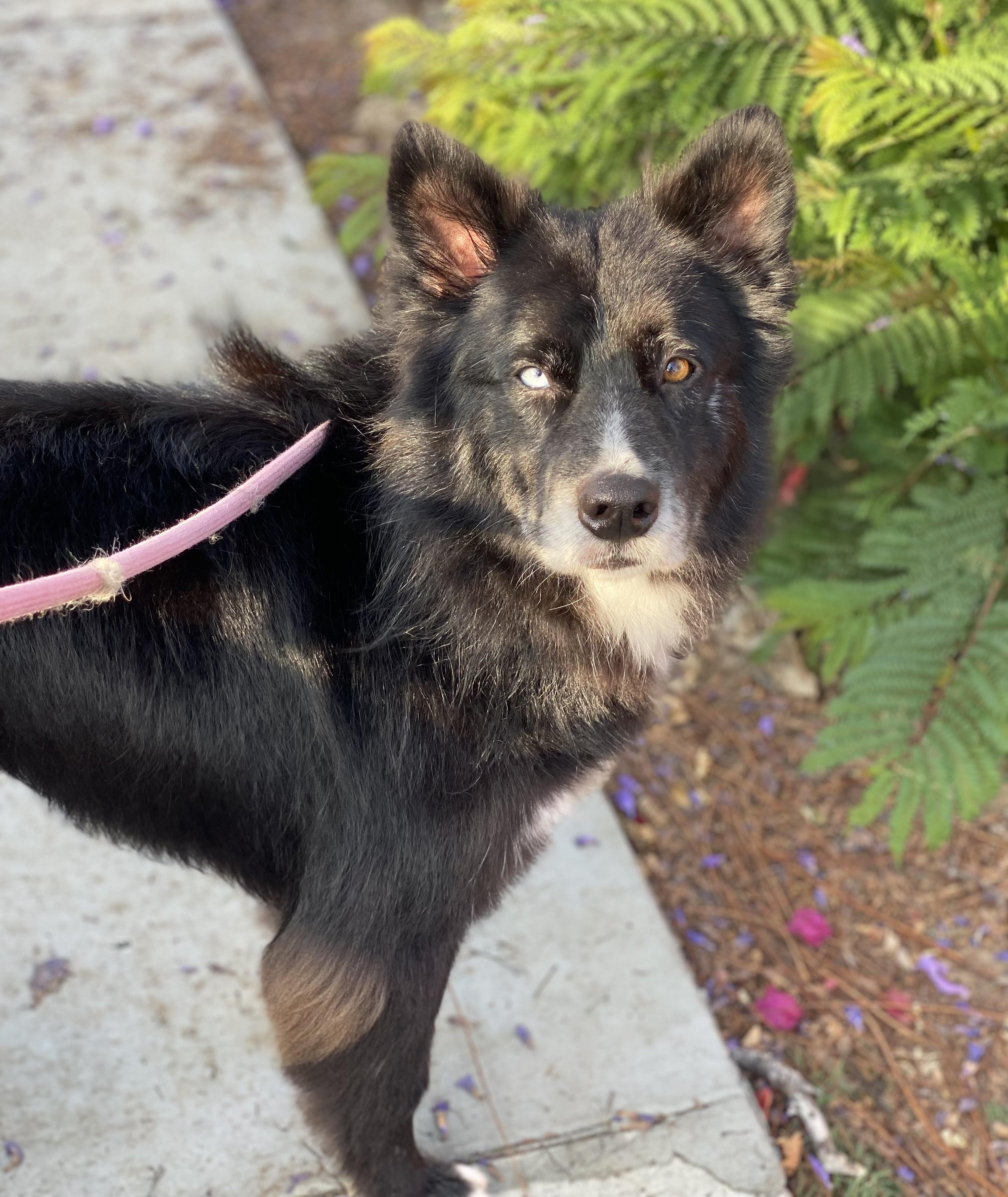 Bobbie, a Adoptable mixed breed in Newport Beach, CA image 2/4