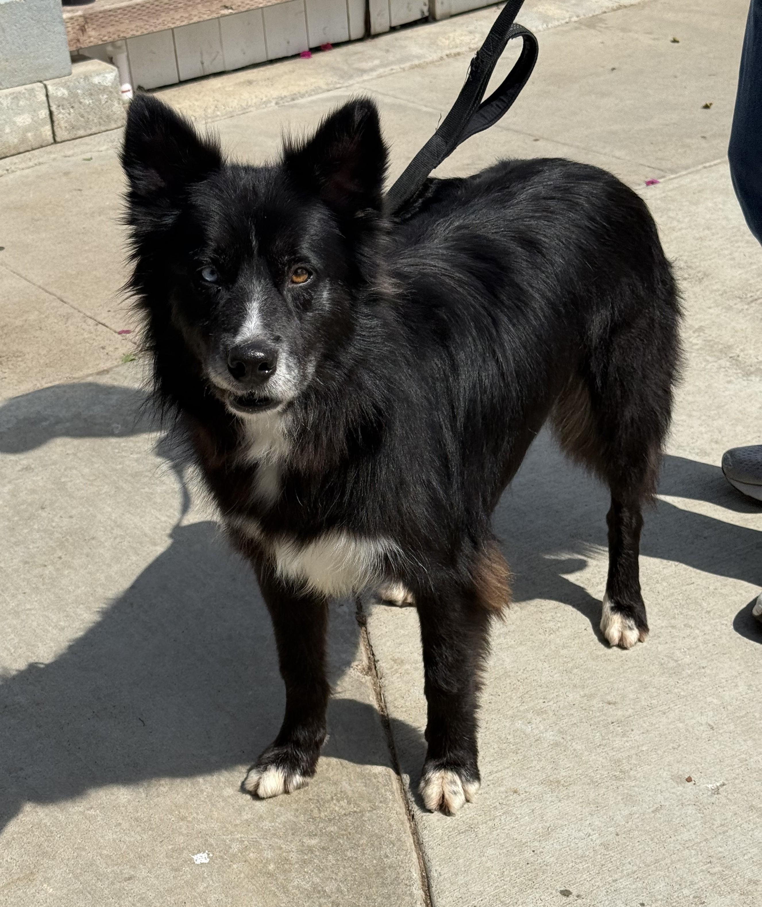 Bobbie, a Adoptable mixed breed in Newport Beach, CA image 3/4