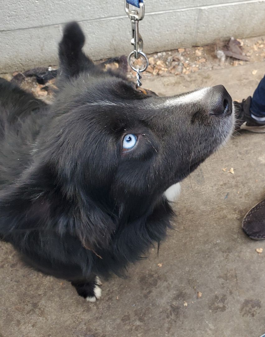Enlarge Bobbie, a Adoptable mixed breed in Newport Beach, CA image 3/8