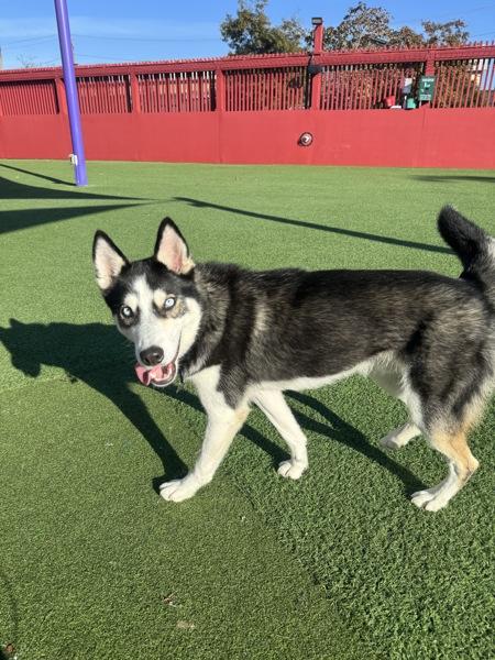 Enlarge Blue, a Adoptable mixed breed in Novato, CA image 1/6