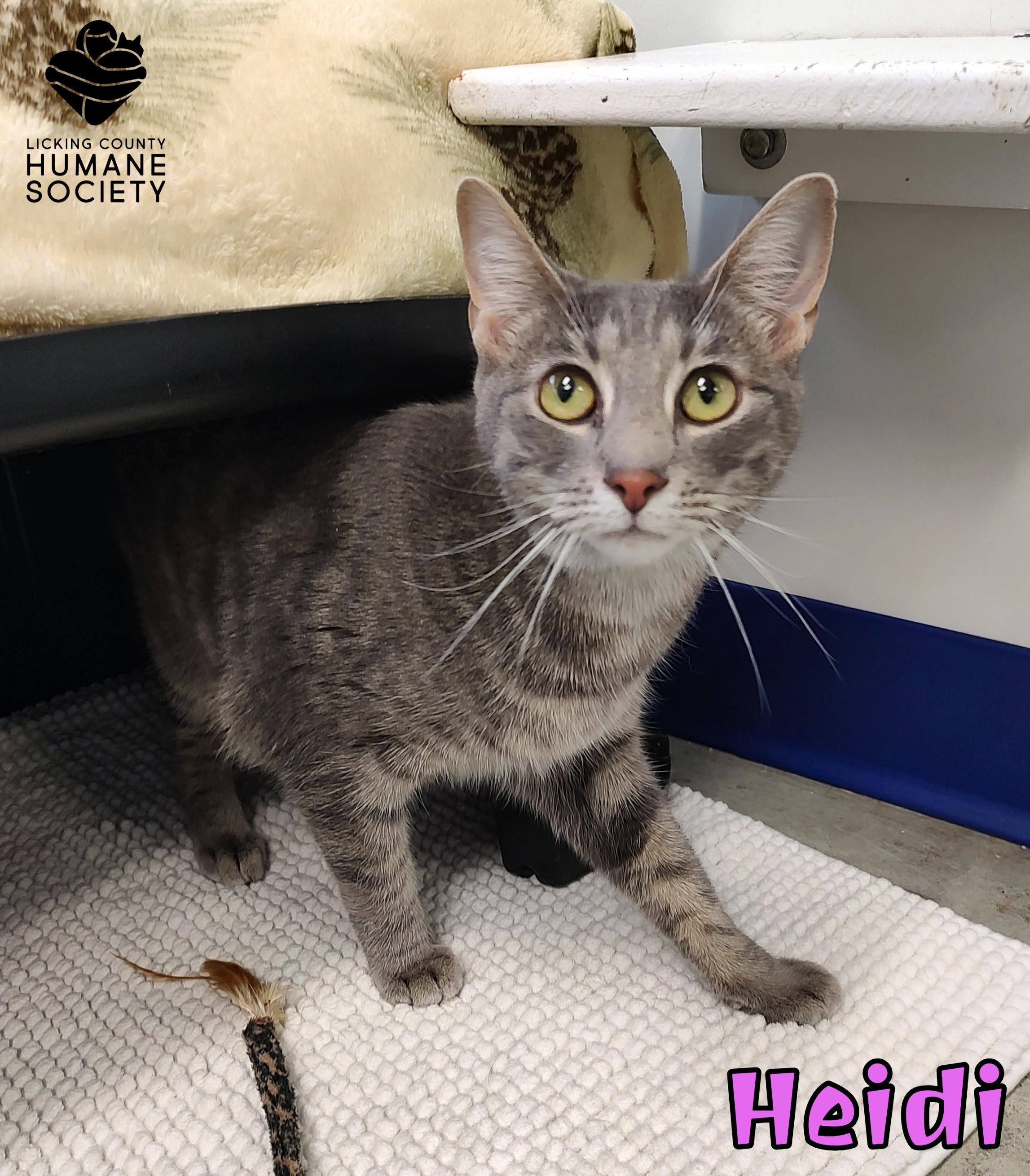 Heidi, Adoptable, Adult Female Domestic Short Hair.