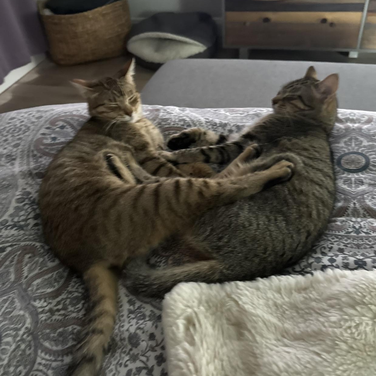 Enlarge Nala (sister to Sarabi) , an adoptable American Shorthair in Austin, TX image 4/6