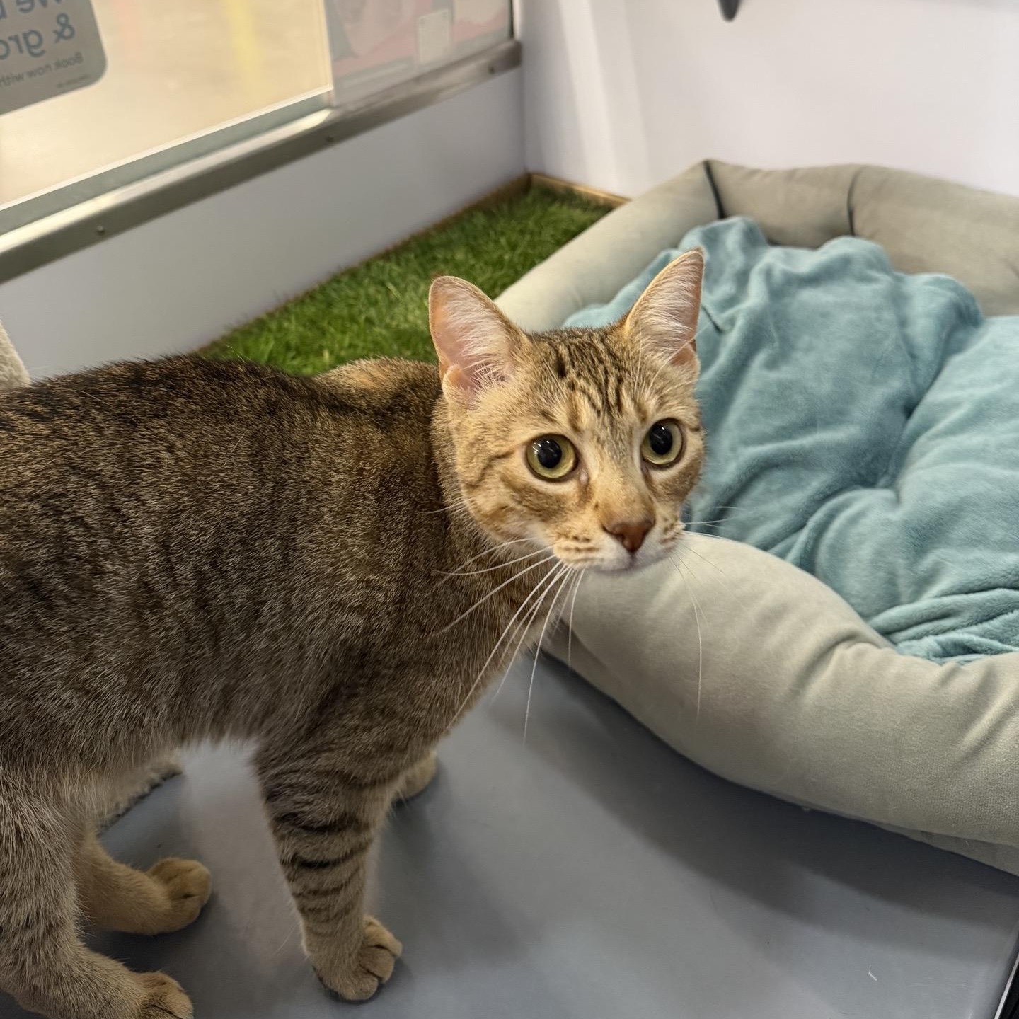 Enlarge Nala (sister to Sarabi) , an adoptable American Shorthair in Austin, TX image 3/6