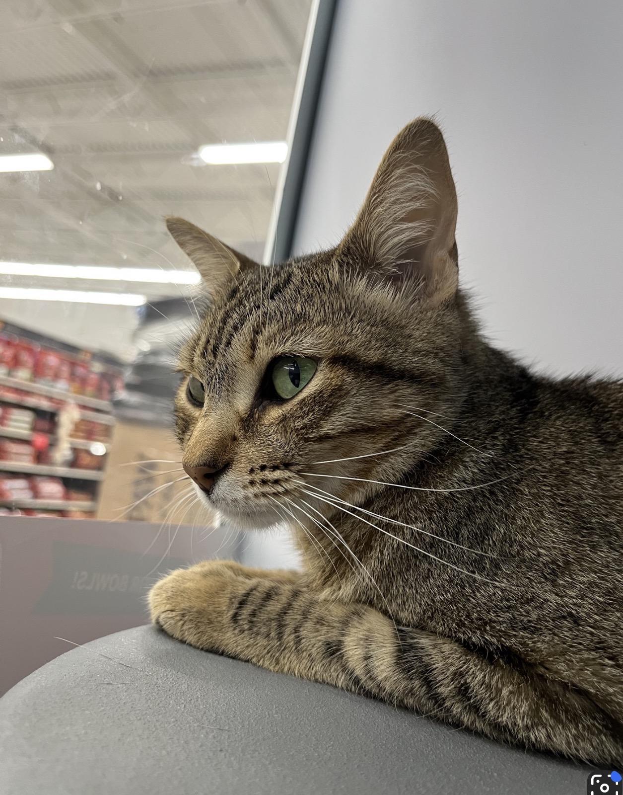 Enlarge Nala (sister to Sarabi) , an adoptable American Shorthair in Austin, TX image 1/6