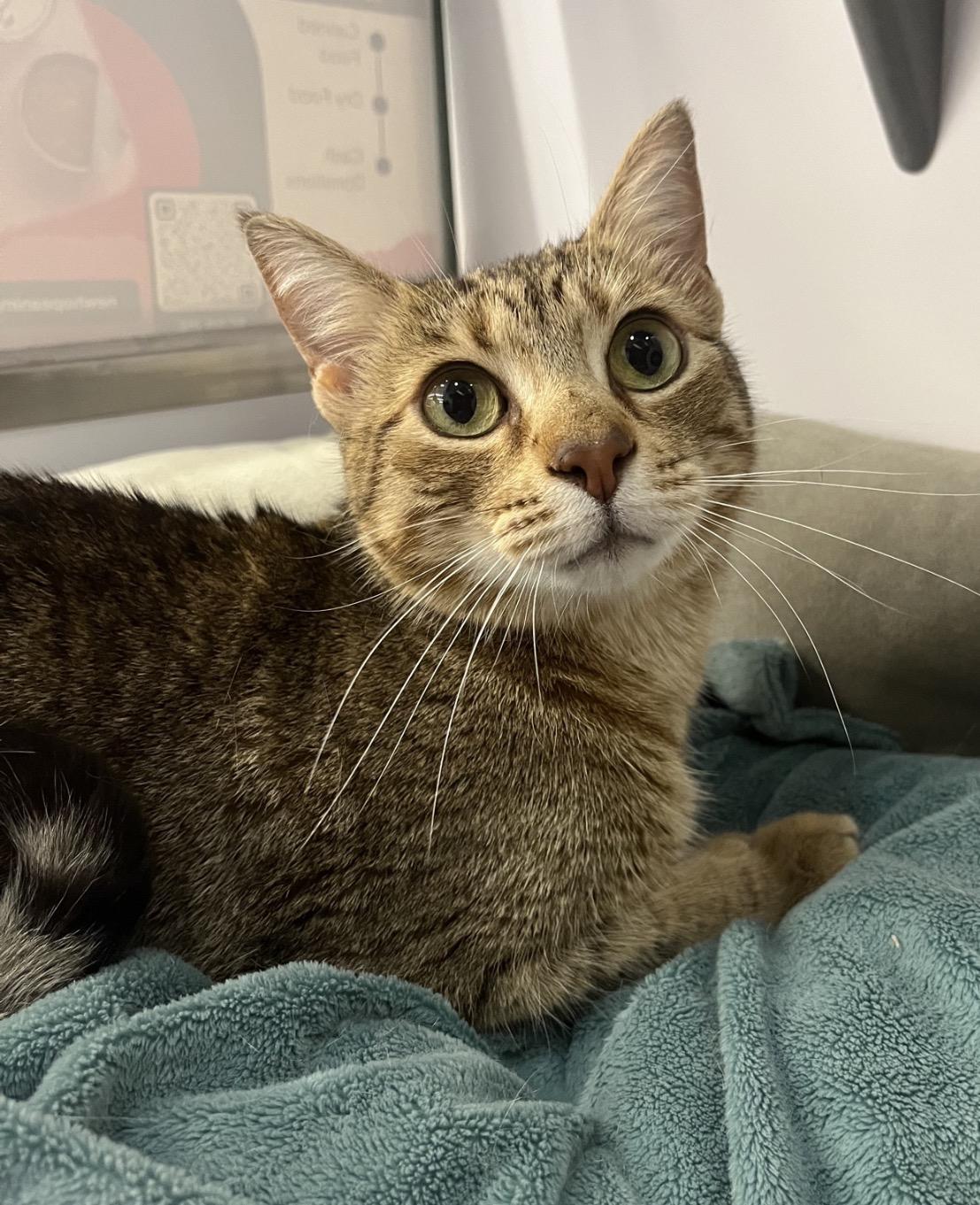 Enlarge Nala (sister to Sarabi) , an adoptable American Shorthair in Austin, TX image 2/6