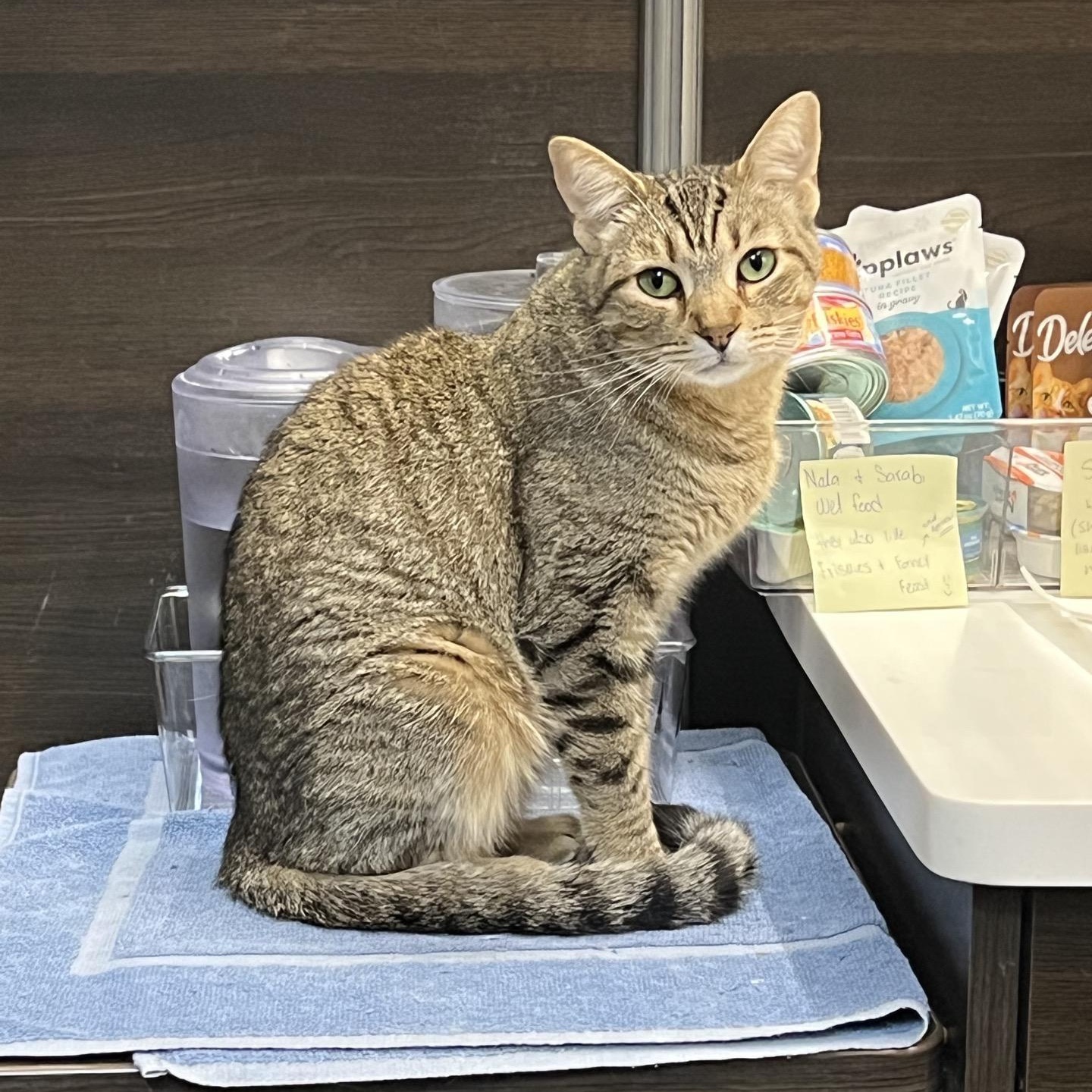 Enlarge Nala (sister to Sarabi) , an adoptable American Shorthair in Austin, TX image 2/6