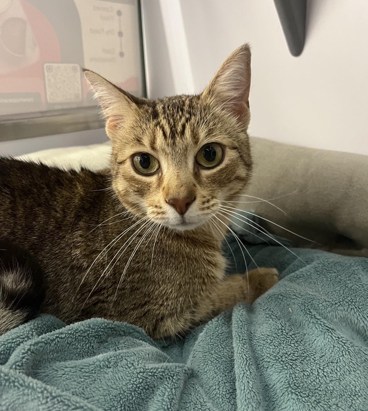 Nala (sister to Sarabi) , adoptable, Young Female American Shorthair.