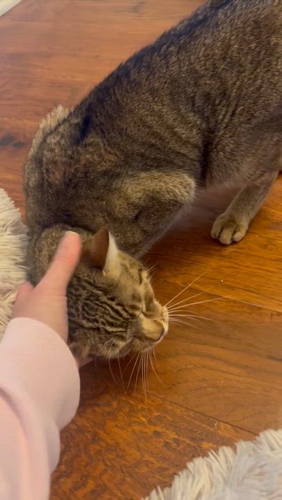 Enlarge Nala (sister to Sarabi) , an adoptable American Shorthair in Austin, TX video 6/6