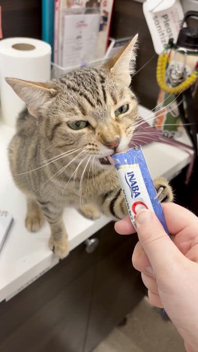 Enlarge Nala (sister to Sarabi) , an adoptable American Shorthair in Austin, TX video 4/6