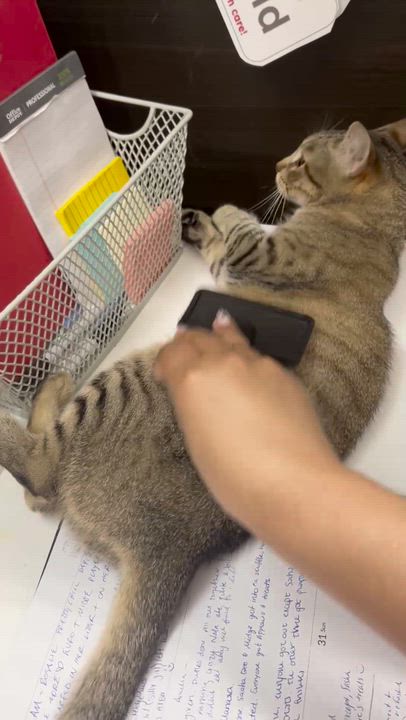 Enlarge Nala, an adoptable American Shorthair in Austin, TX video 5/5