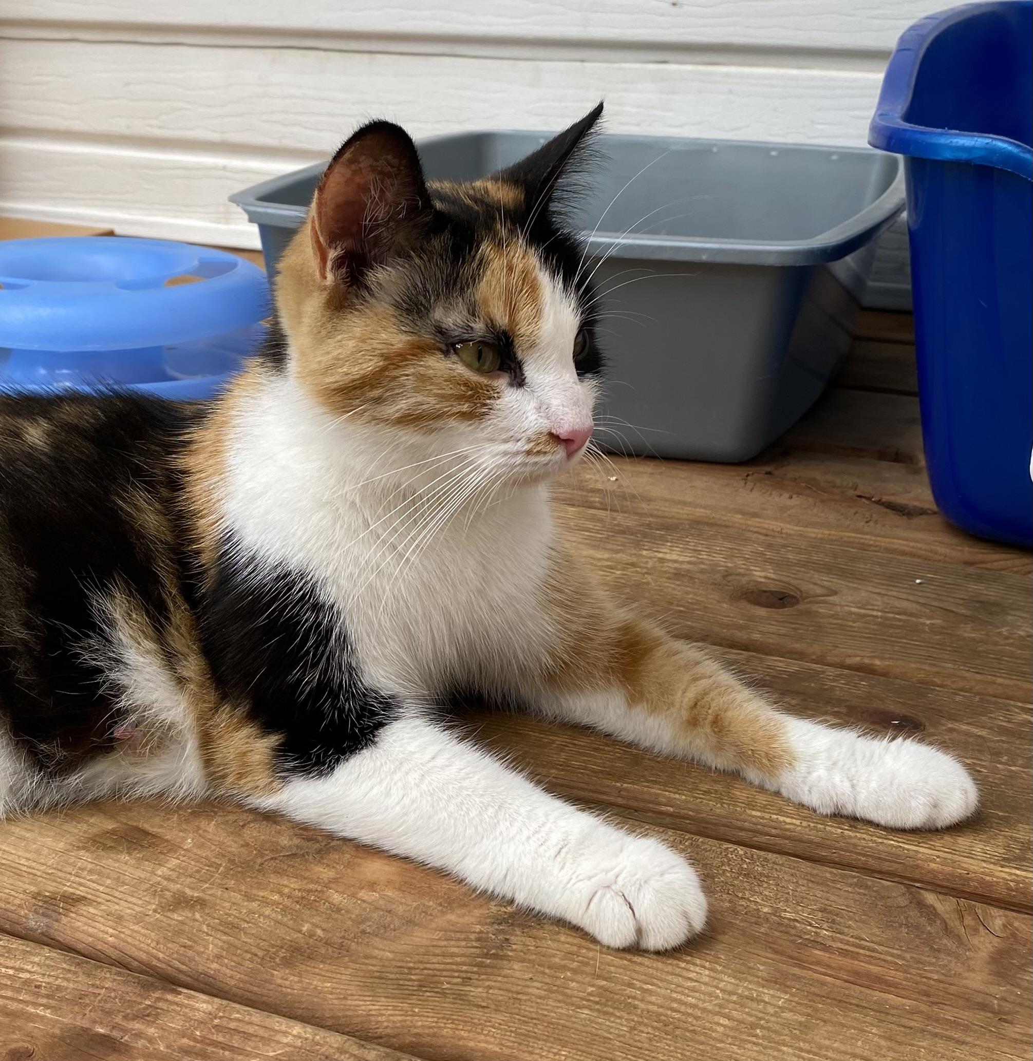 Calico Cat for Adoption: Find Your Perfect Colorful Companion Today
