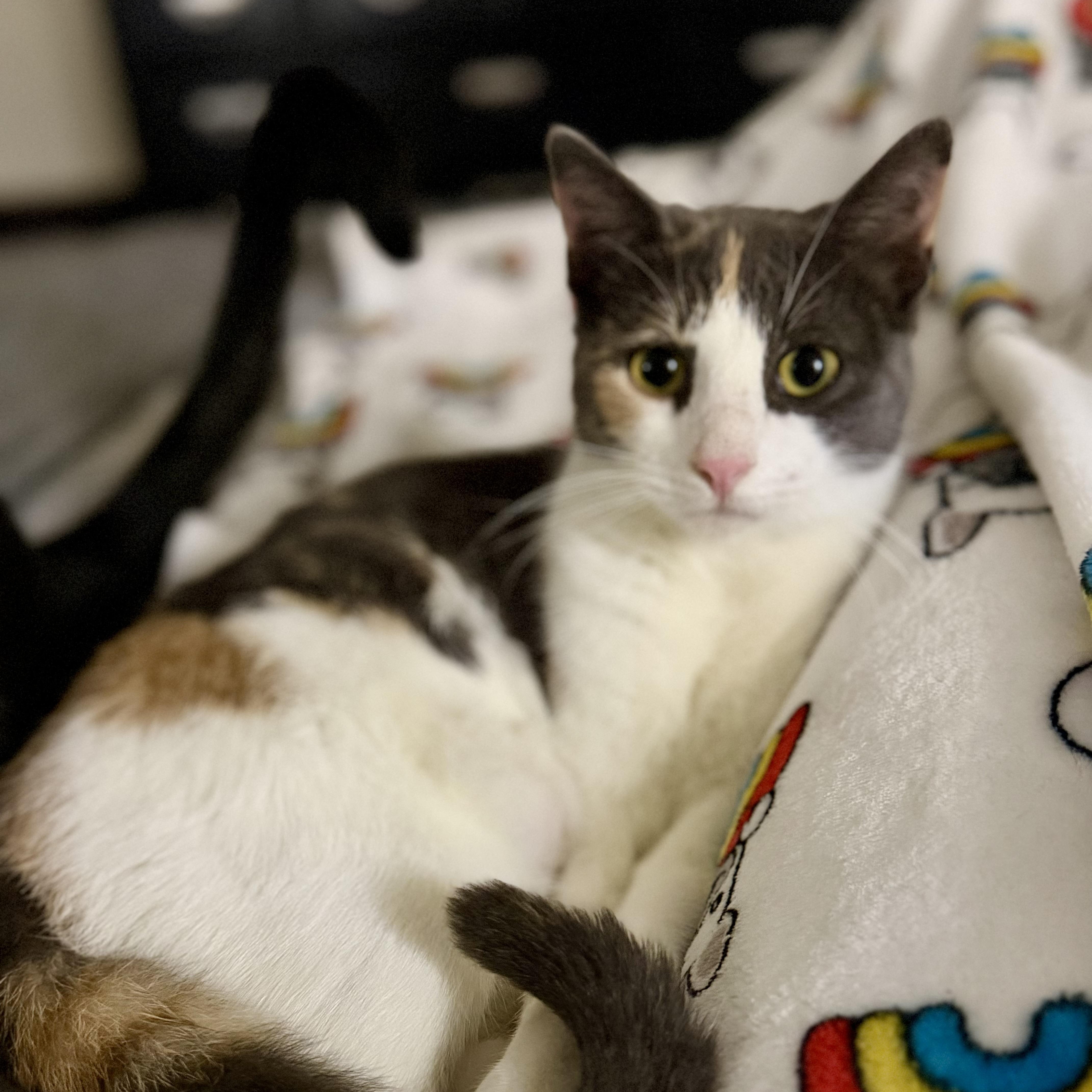 Enlarge Lucy, an adopted mixed breed in Baytown, TX image 1/6