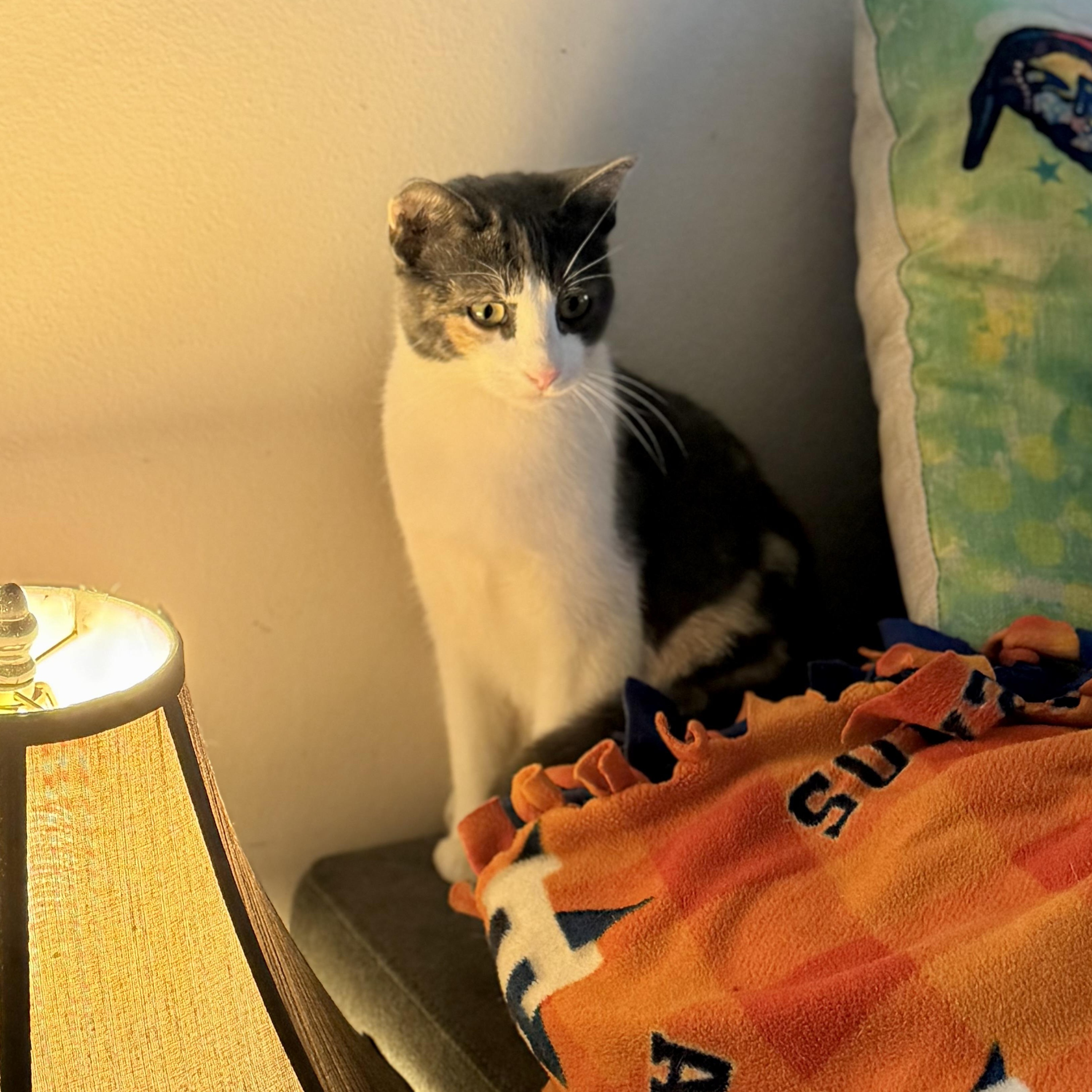 Enlarge Lucy, an adopted mixed breed in Baytown, TX image 3/6