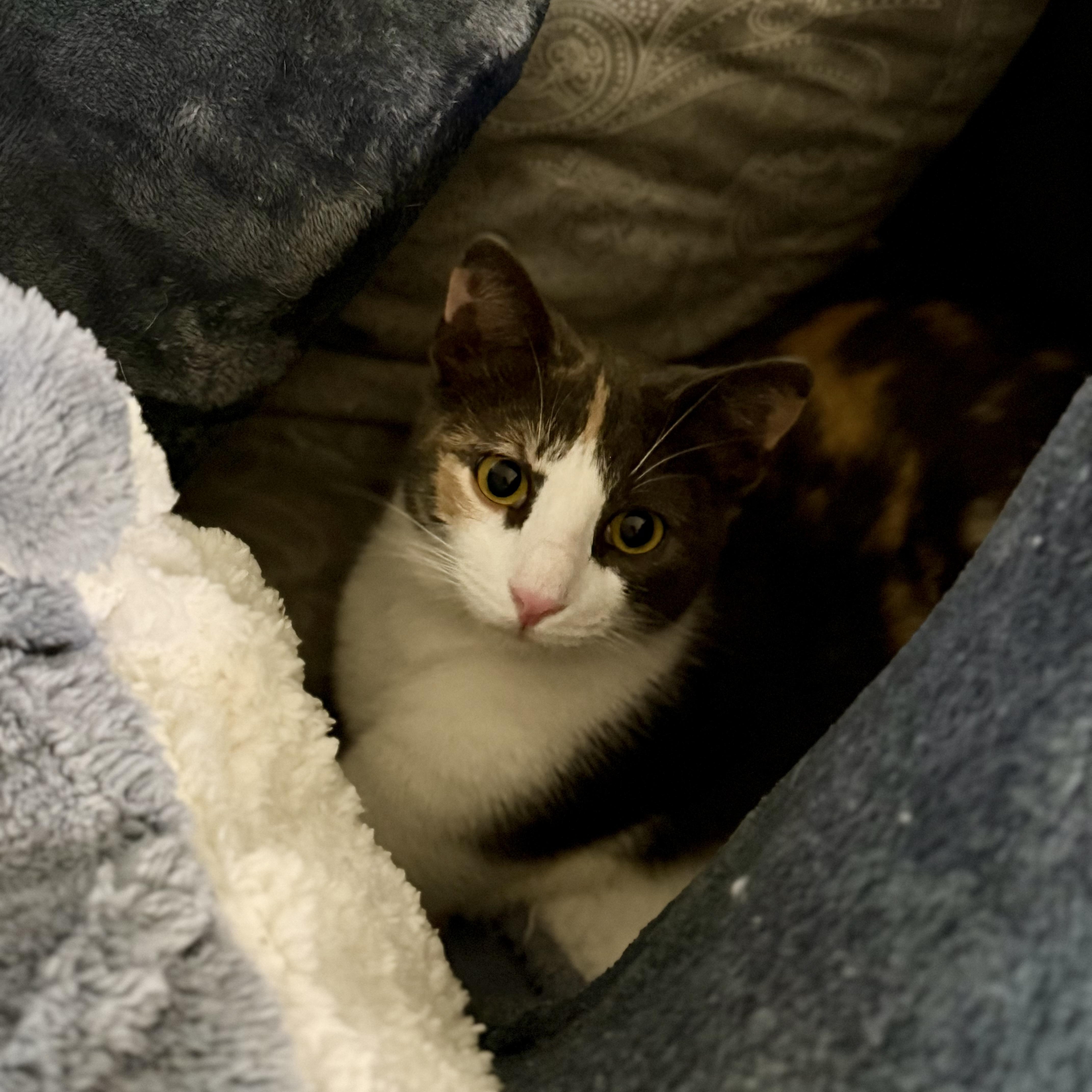 Enlarge Lucy, an adopted mixed breed in Baytown, TX image 5/6