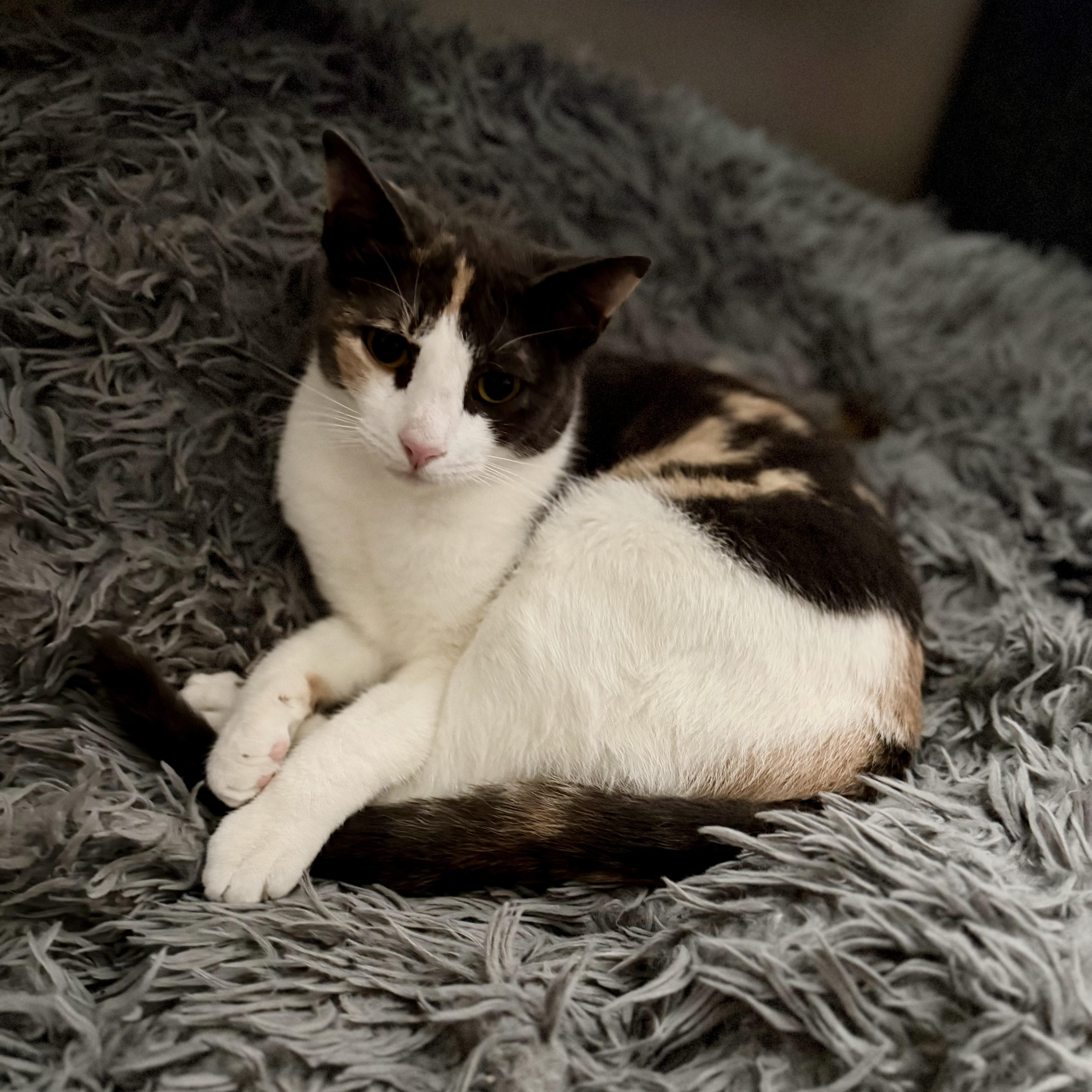 Enlarge Lucy, an adopted mixed breed in Baytown, TX image 4/6