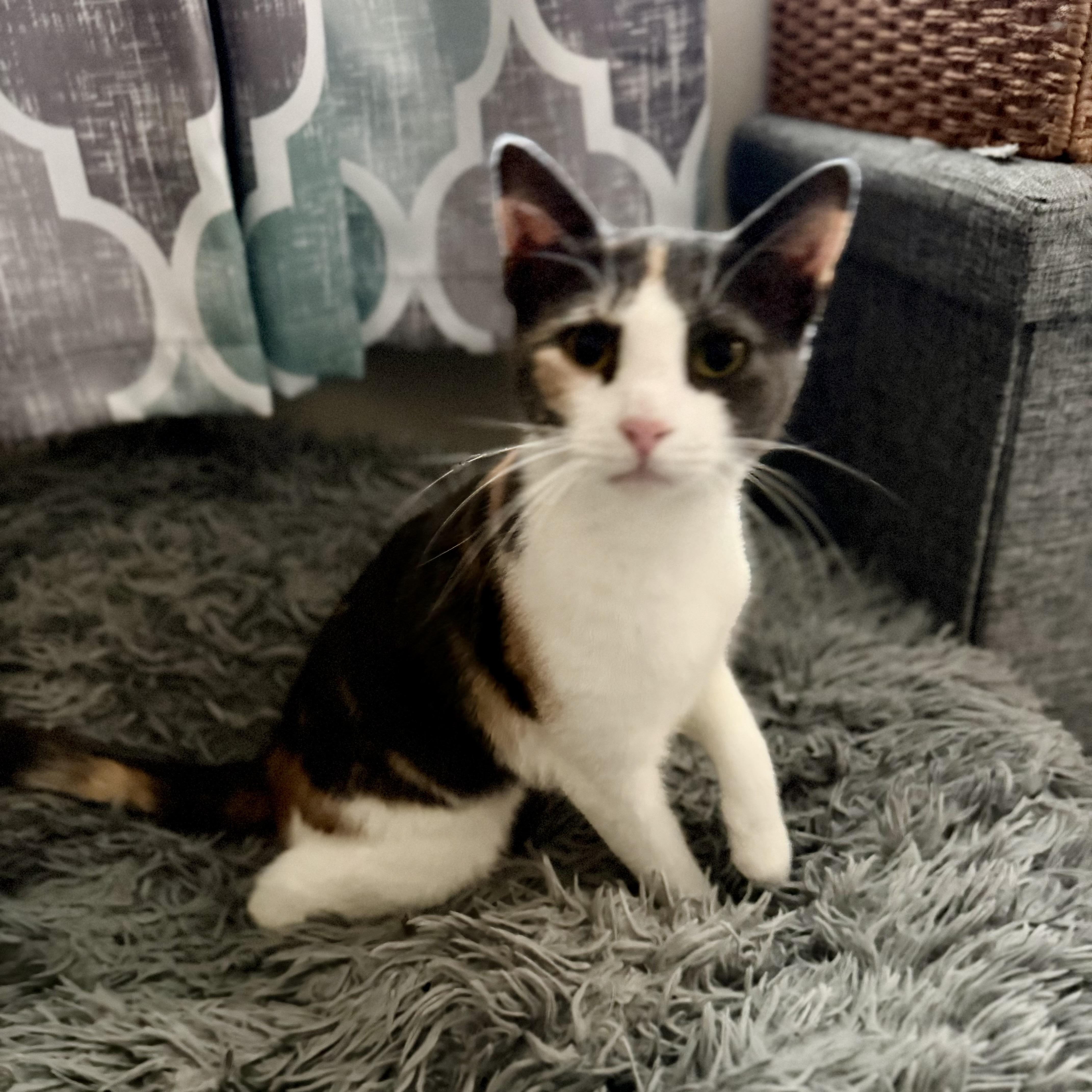 Enlarge Lucy, an adopted mixed breed in Baytown, TX image 2/6