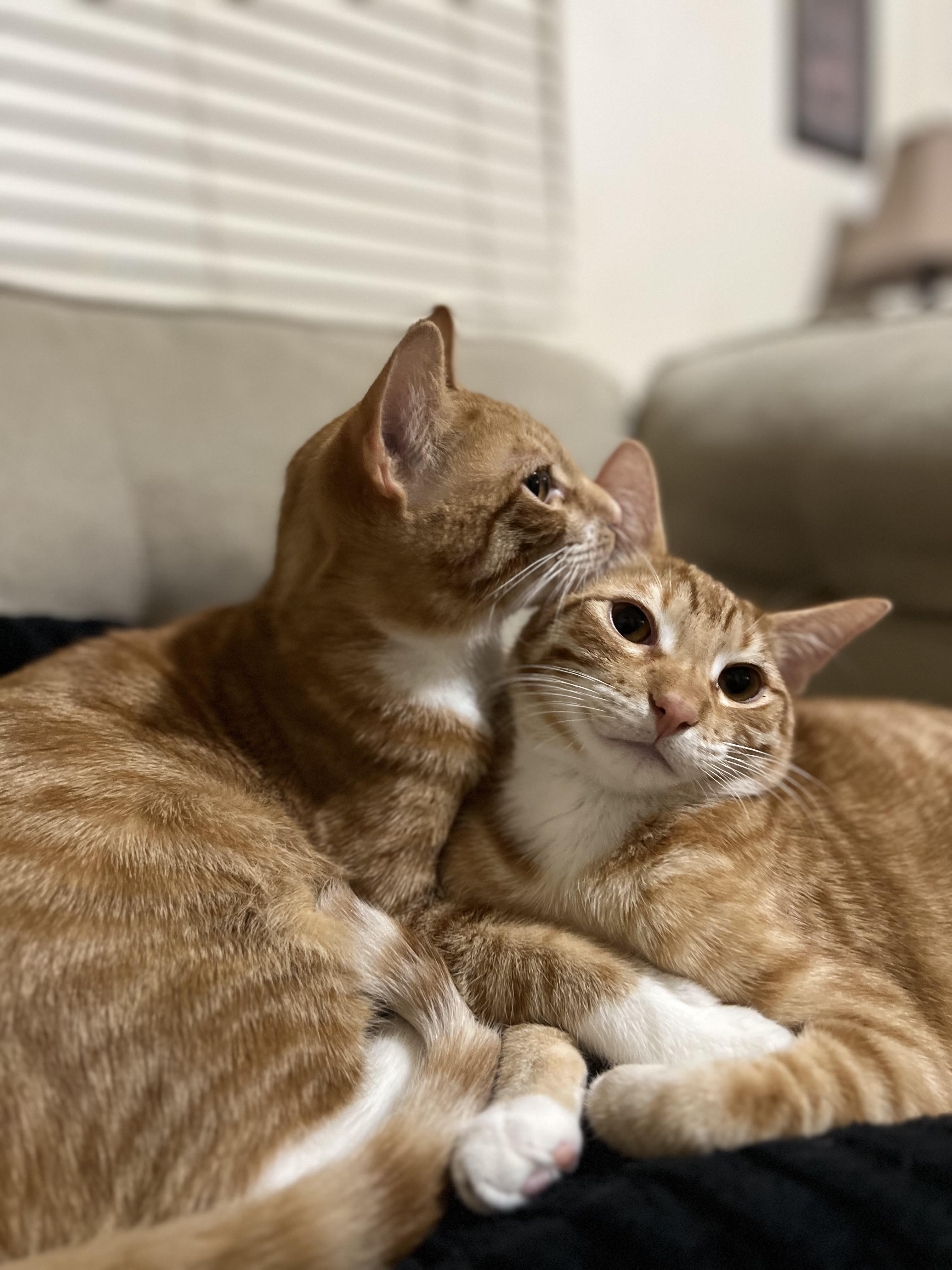 Enlarge Sally, a Adoptable Domestic Short Hair in Hillsboro, OR image 5/6