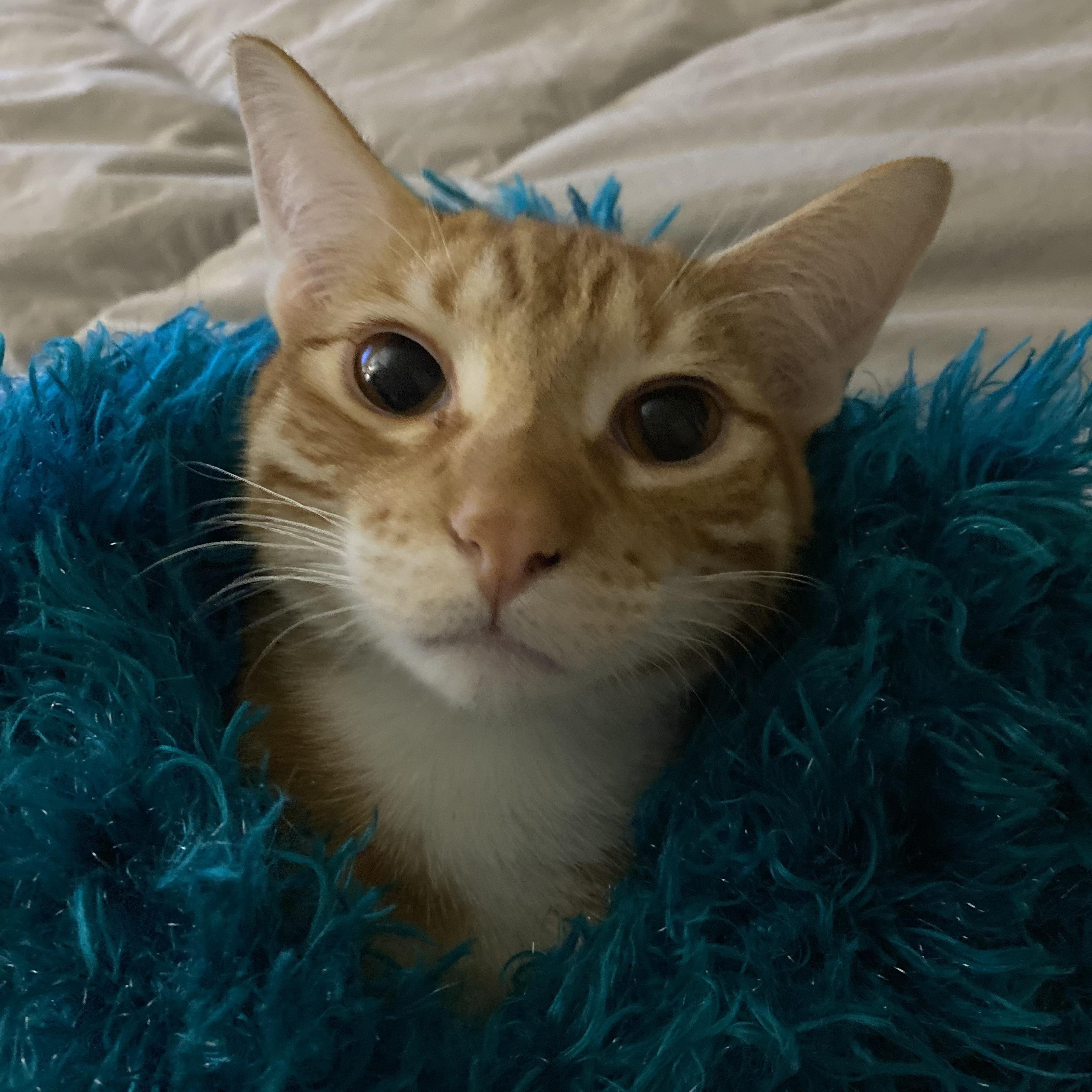 Sally, Adoptable, Young Male Domestic Short Hair.