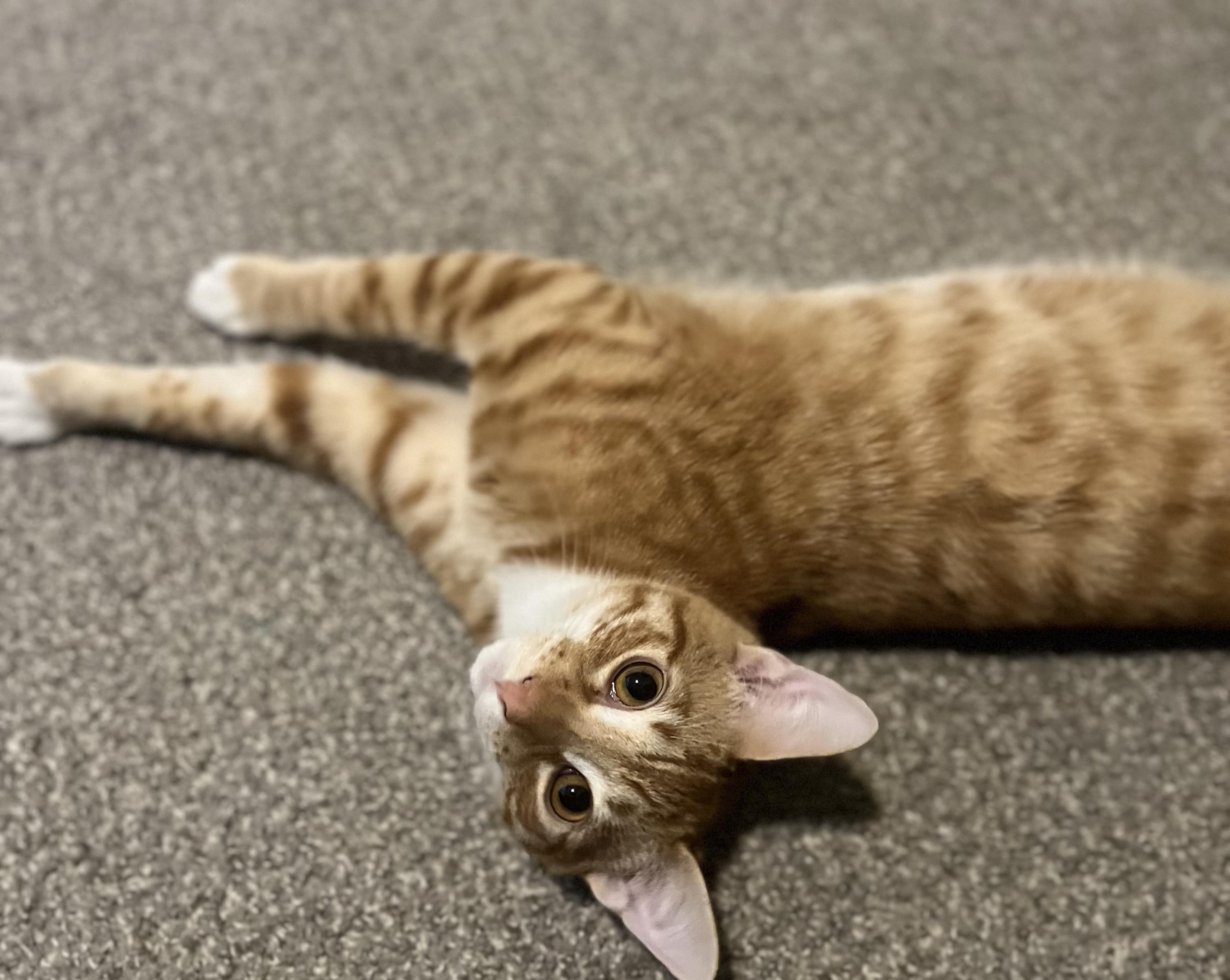 Enlarge Sally, a Adoptable Domestic Short Hair in Hillsboro, OR image 3/6